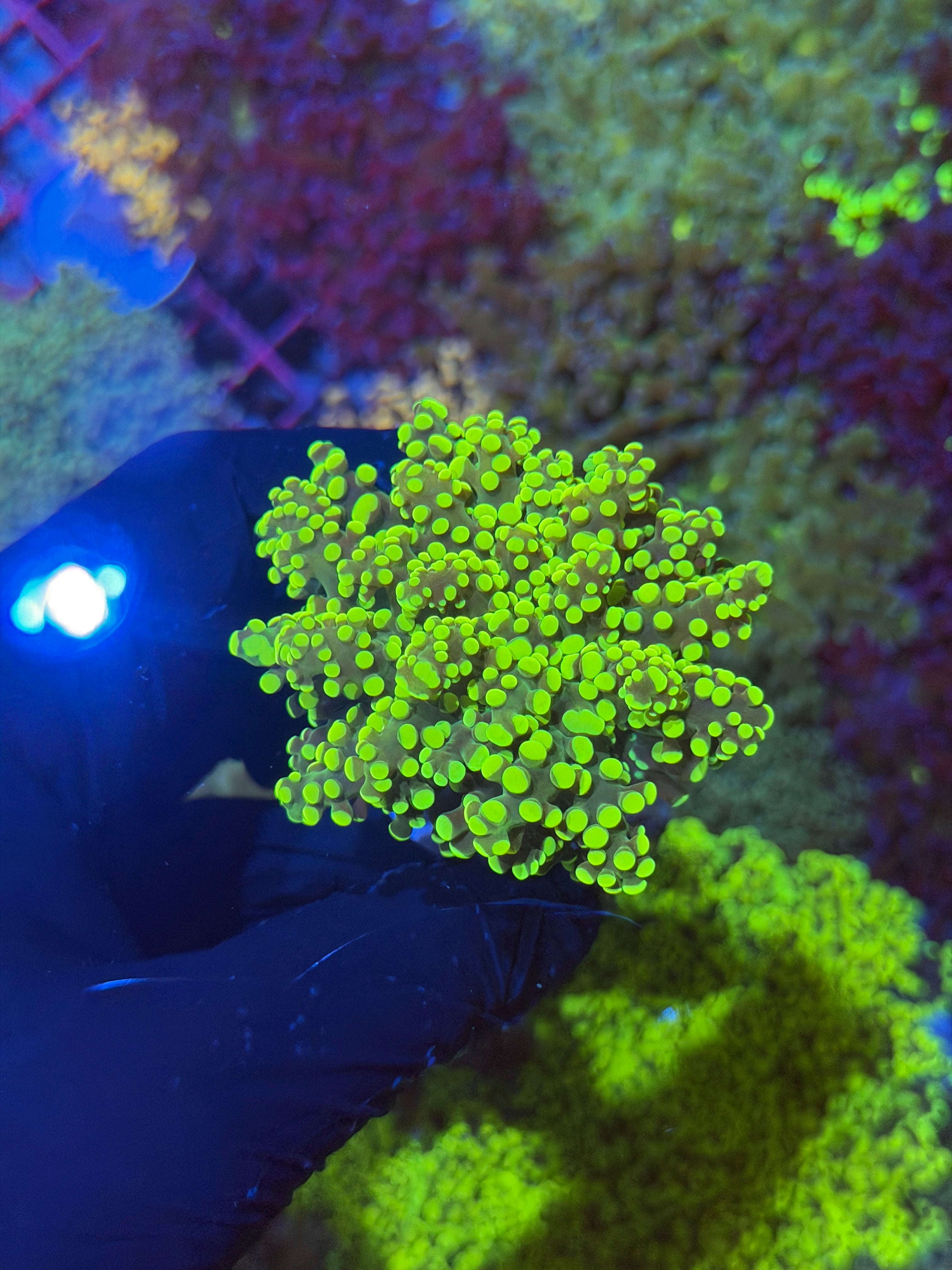 JEA Yellow Toxic Frogspawn Coral 1 XXL Head 7/10