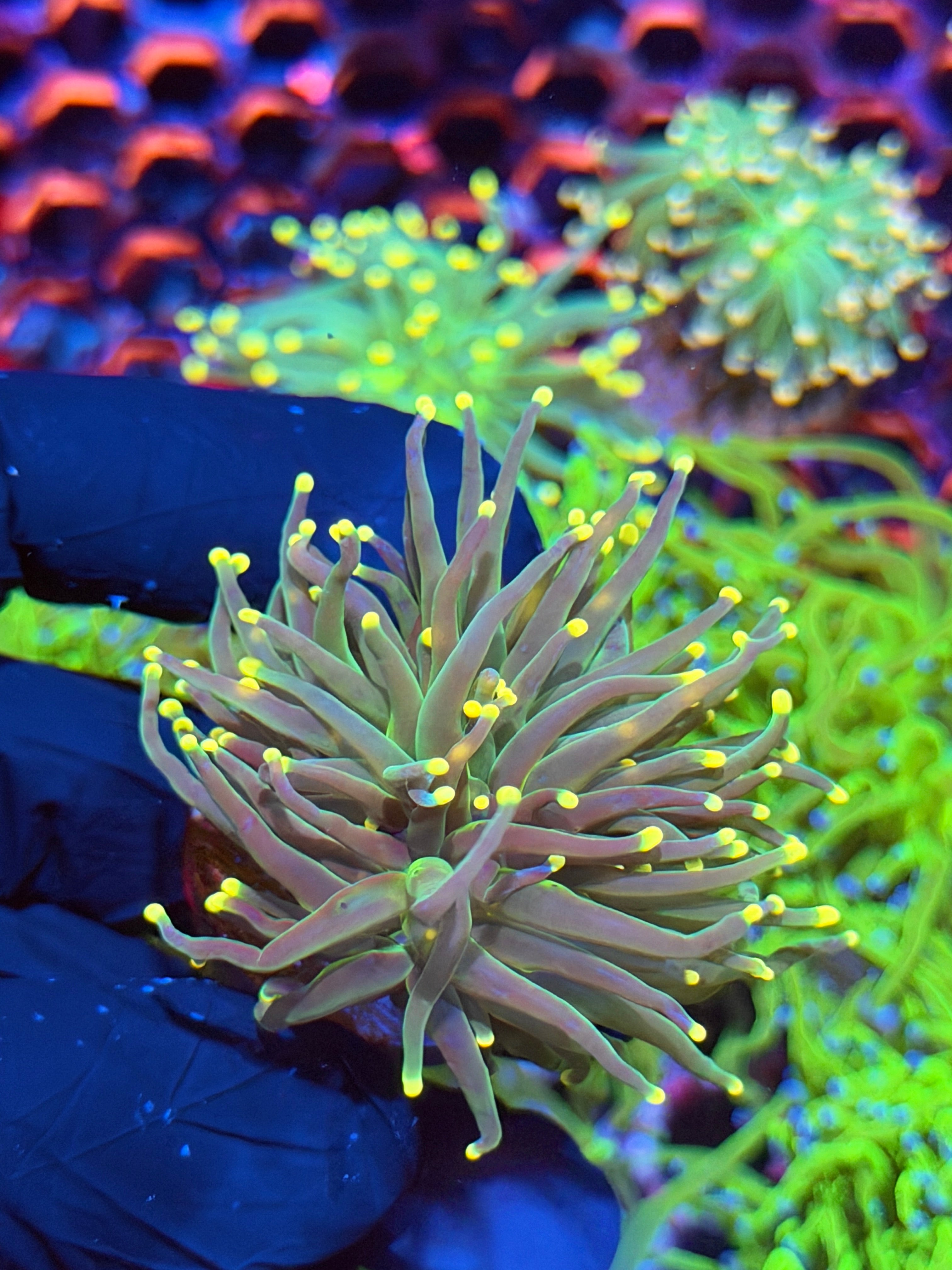 JEA Yellow Sparkler Torch Coral 1 XL Head Splitting 9/5