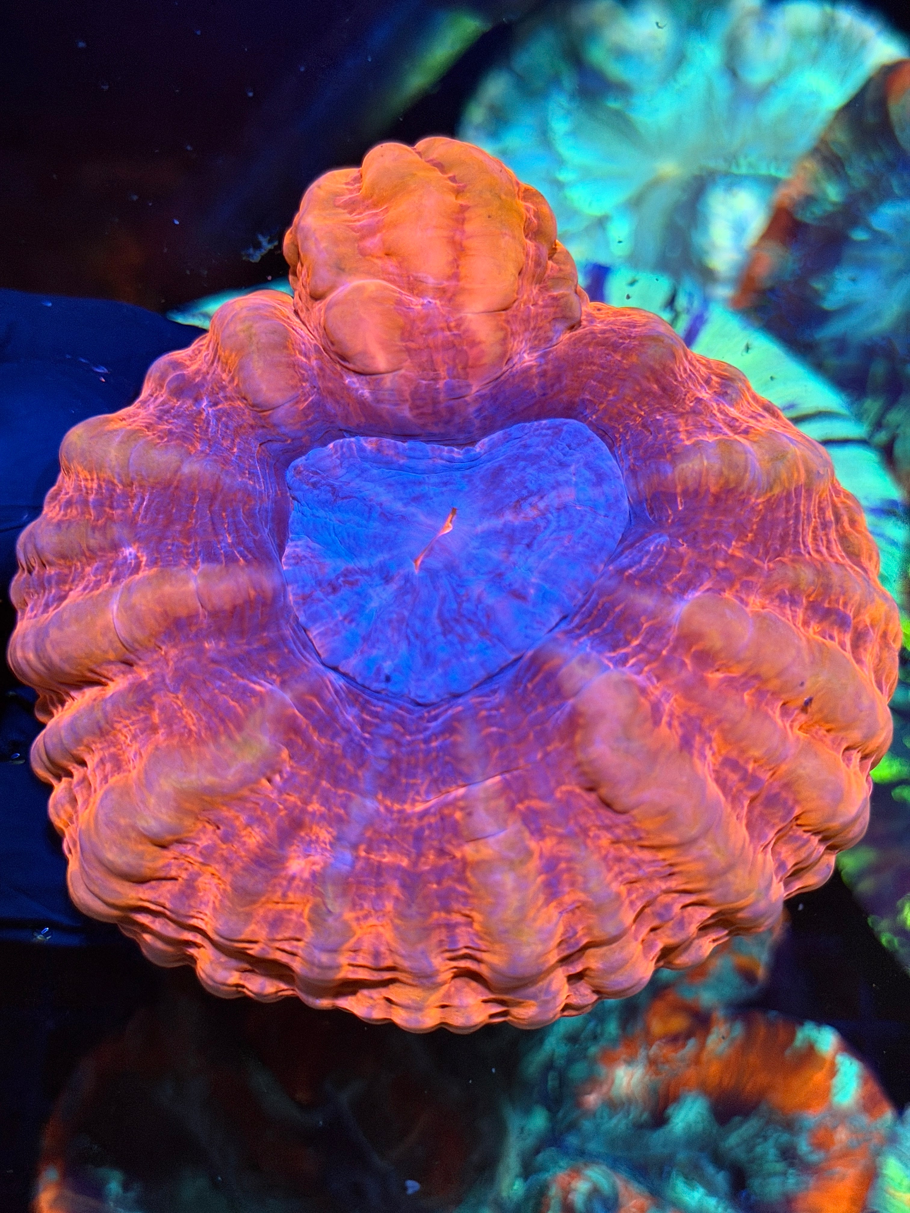 Lava Cynarina Meat Coral XXL Show Piece Bright 9/6