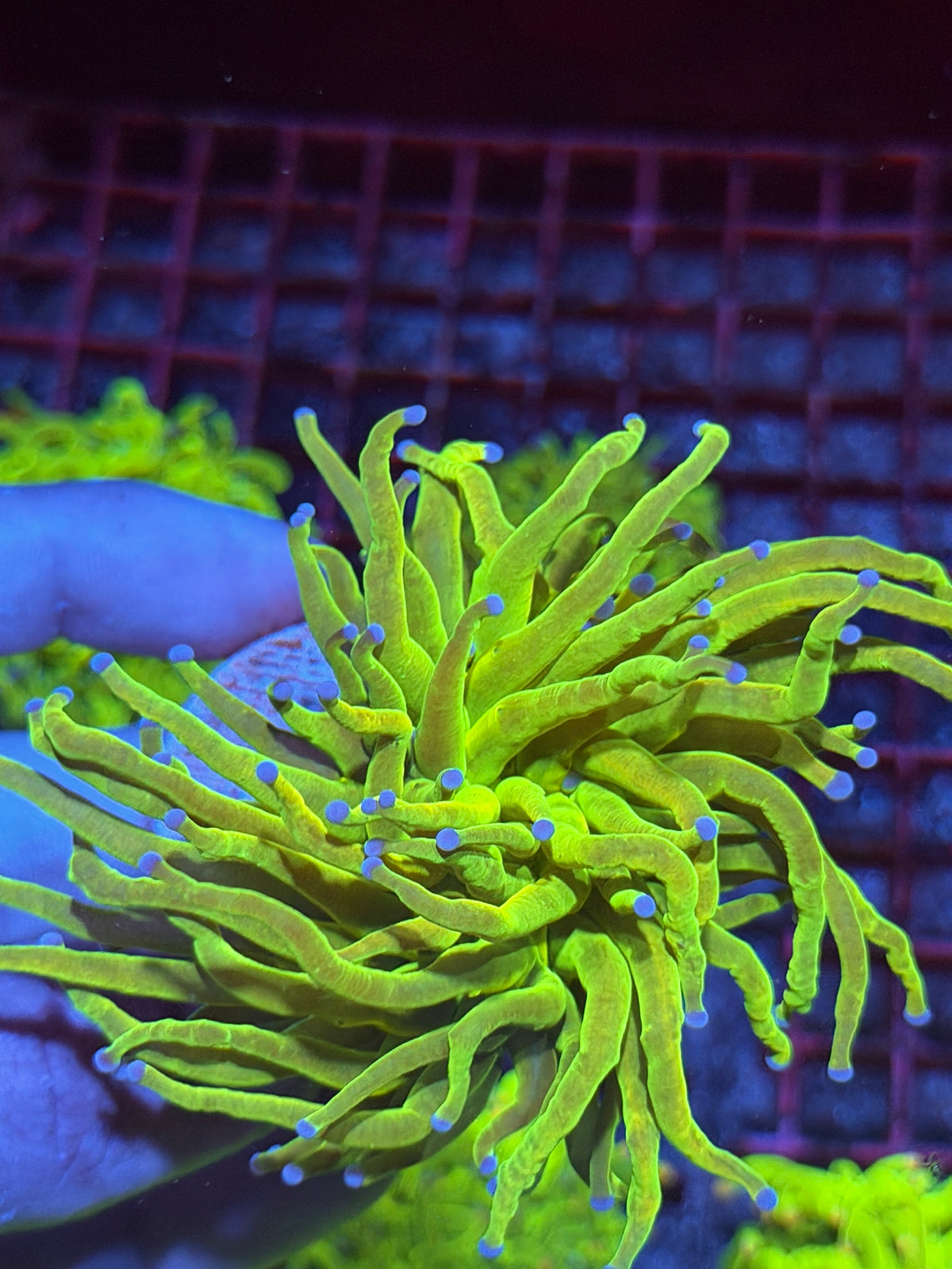 JEA Yellow Holy Grail Torch Coral 1 XL Head 10/11