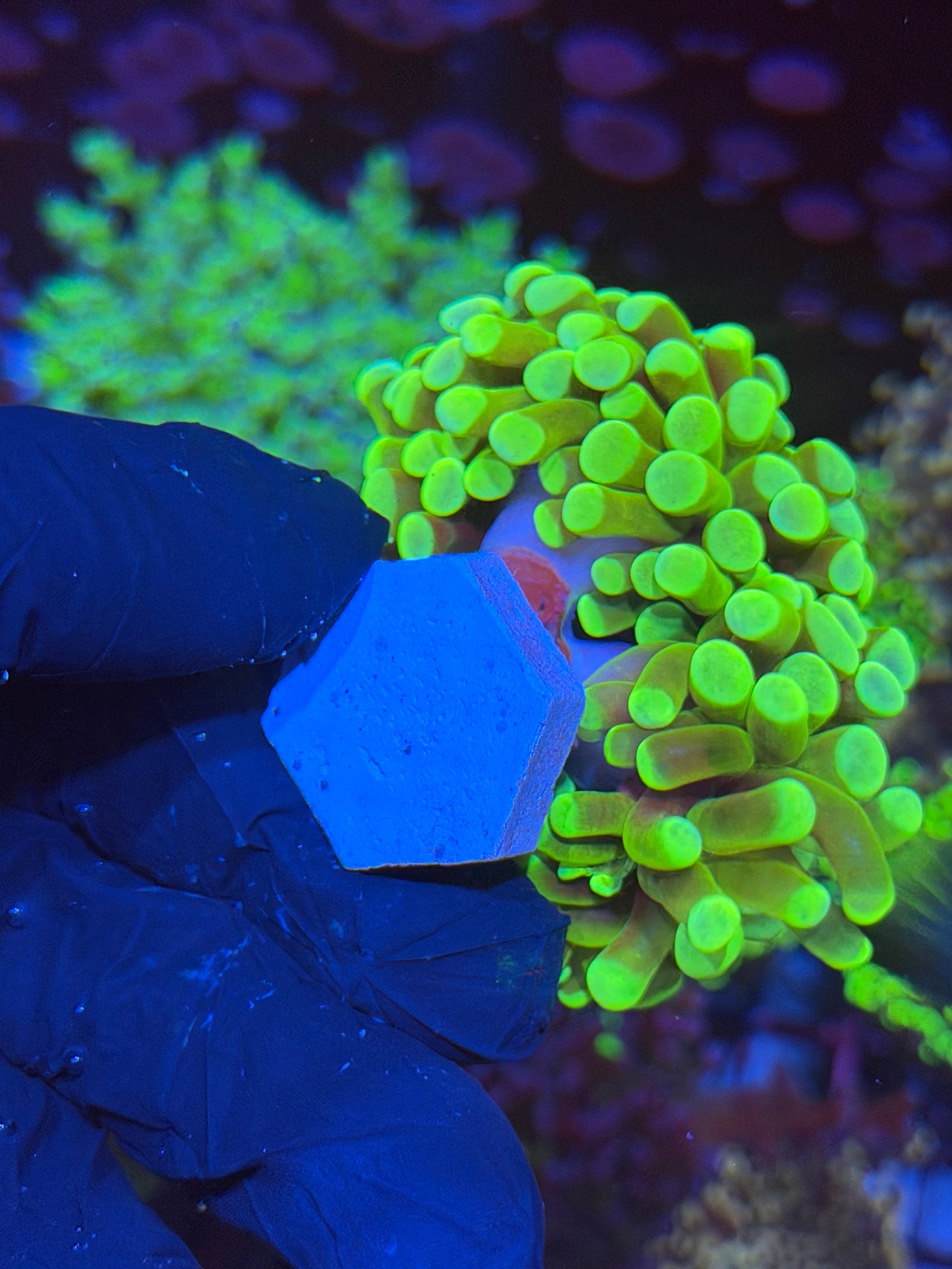 JEA Banana Hammer Coral Mini Colony XXL BRIGHT 6/4