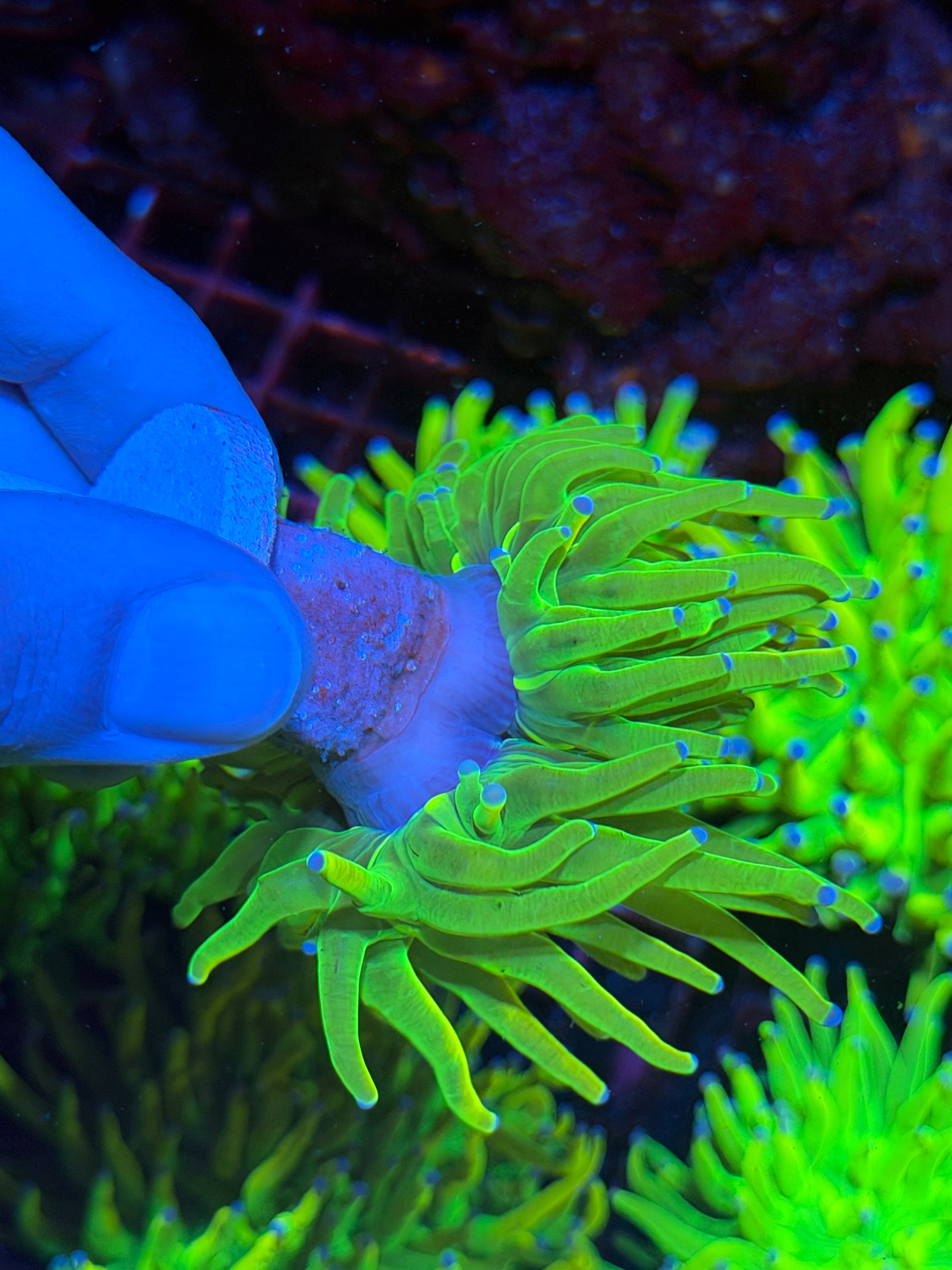 JEA Holy Grail Torch Coral 2 Xl Heads Splitting 11/3-