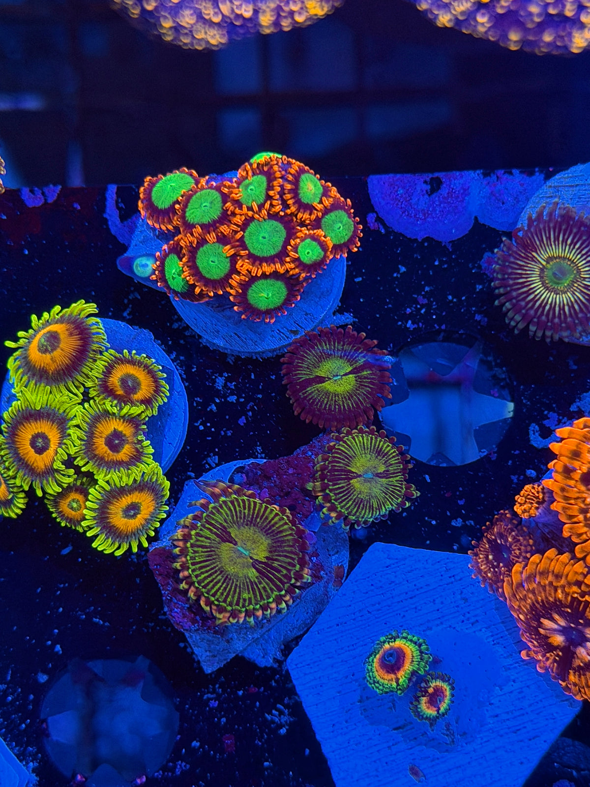 JEA Buttkisser Zoanthid Coral 3 Polyps