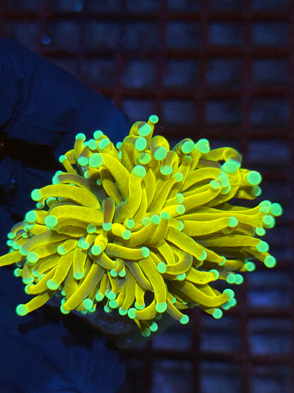 JEA Banana Torch Coral 1 XXL Head 9/22