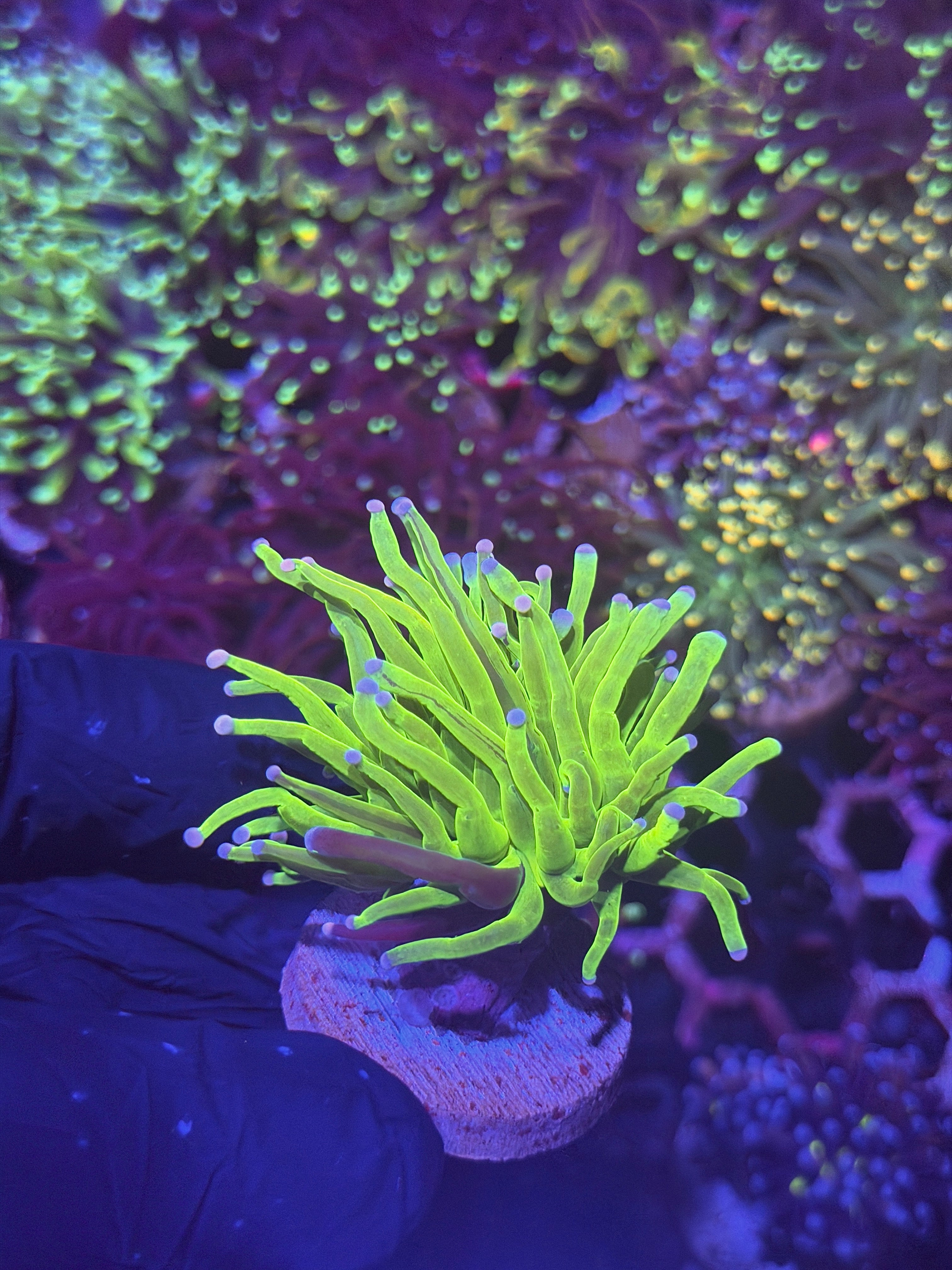JEA Grafted Skittles Holy Grail Torch Coral 1 Head