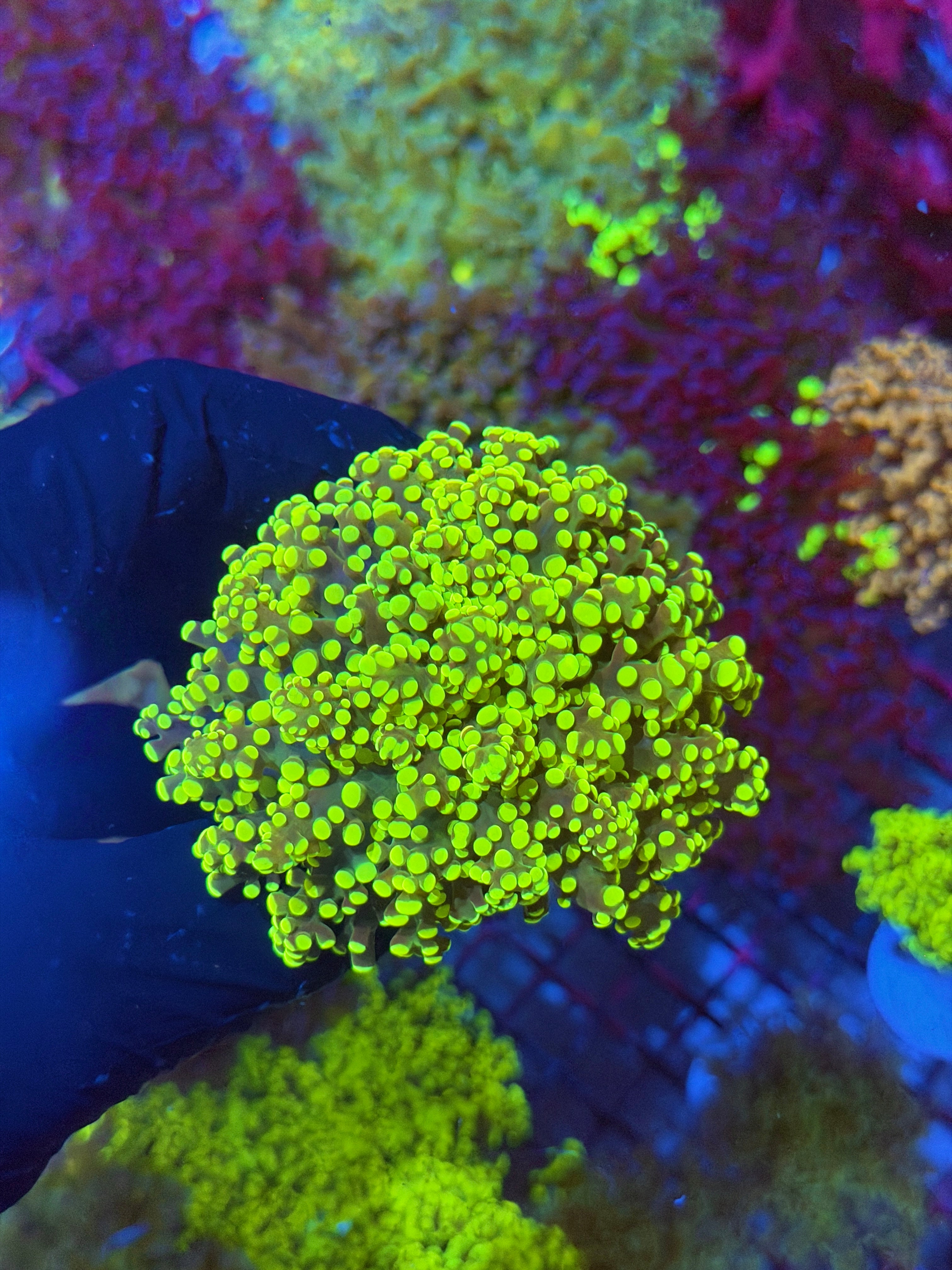 JEA Yellow Toxic Frogspawn Coral 1 XXL Head 7/9