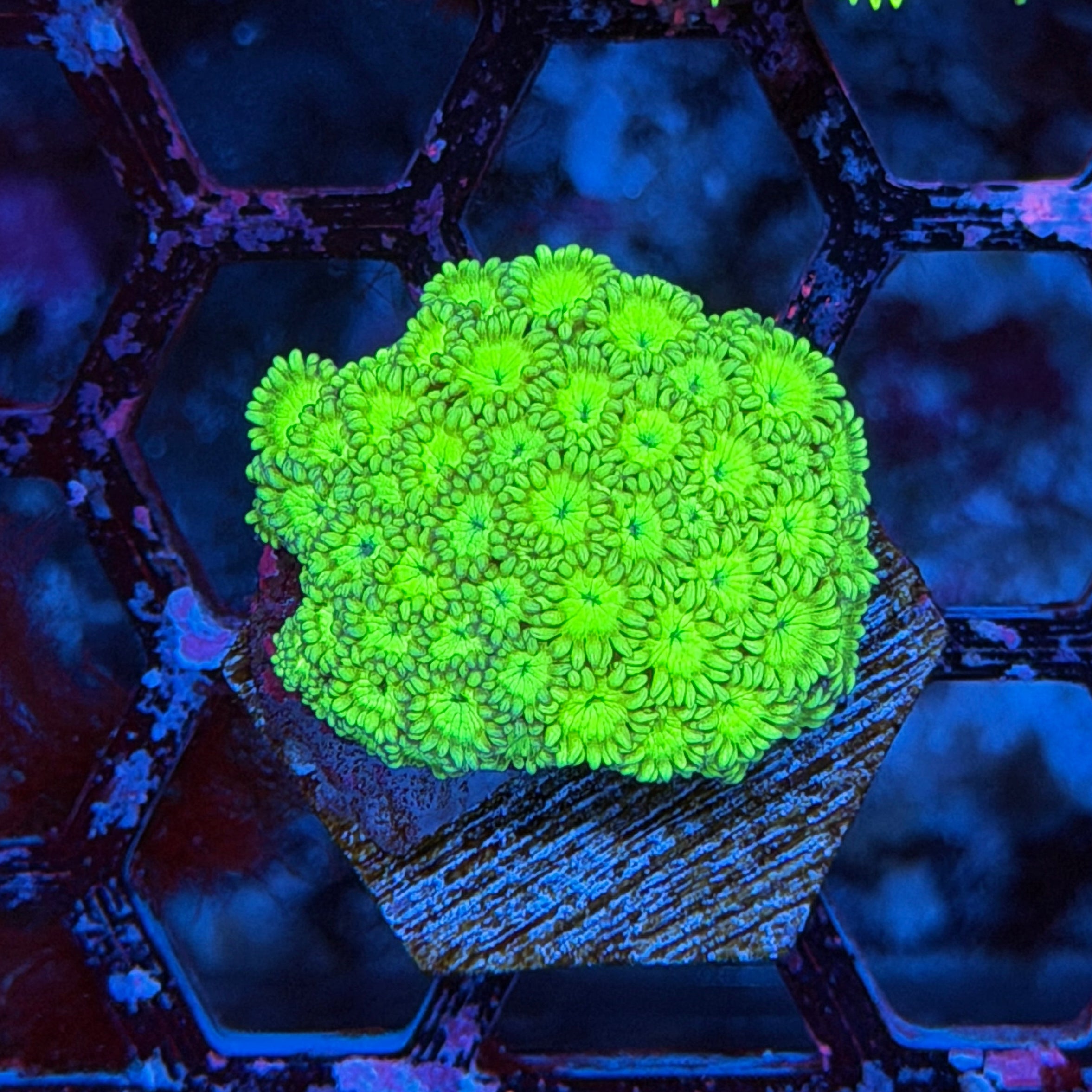 JEA Ectoblast Goniopora Coral 6/3