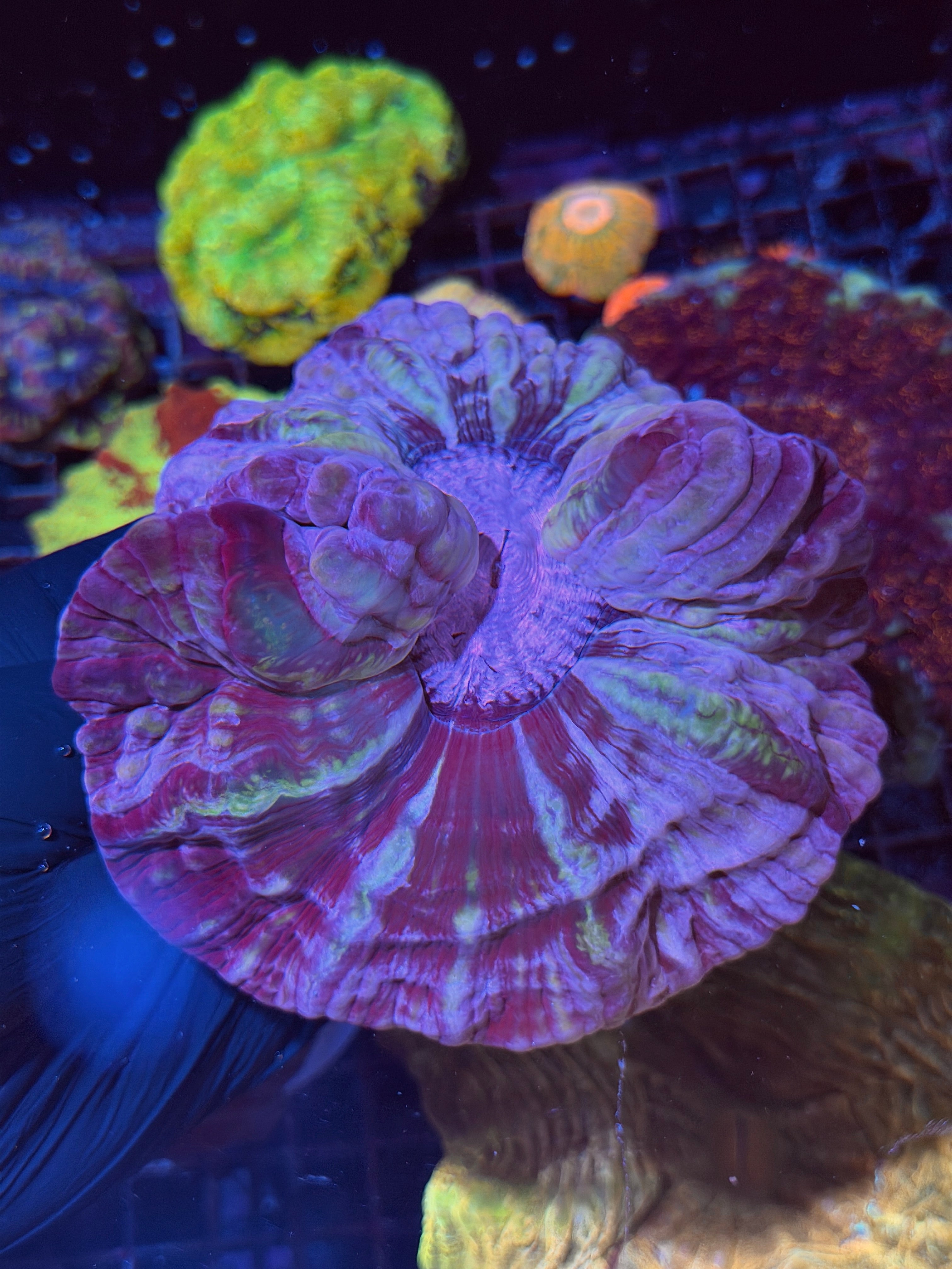 Insane Purple Indophyllia Meat Coral XXL Show Piece