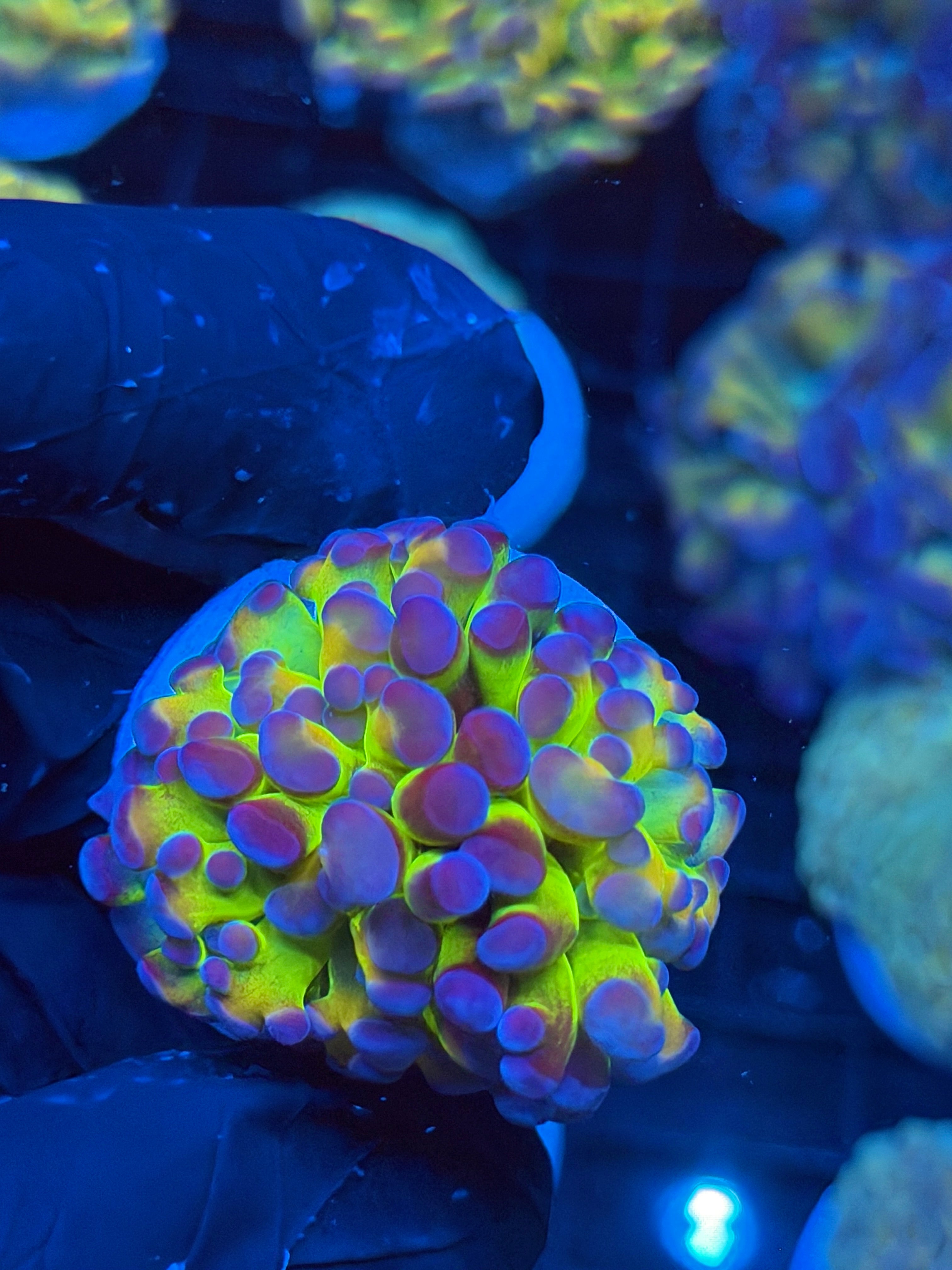 JEA GloStick Hammer Coral 1 XL Head Splitting BRIGHT 9/6