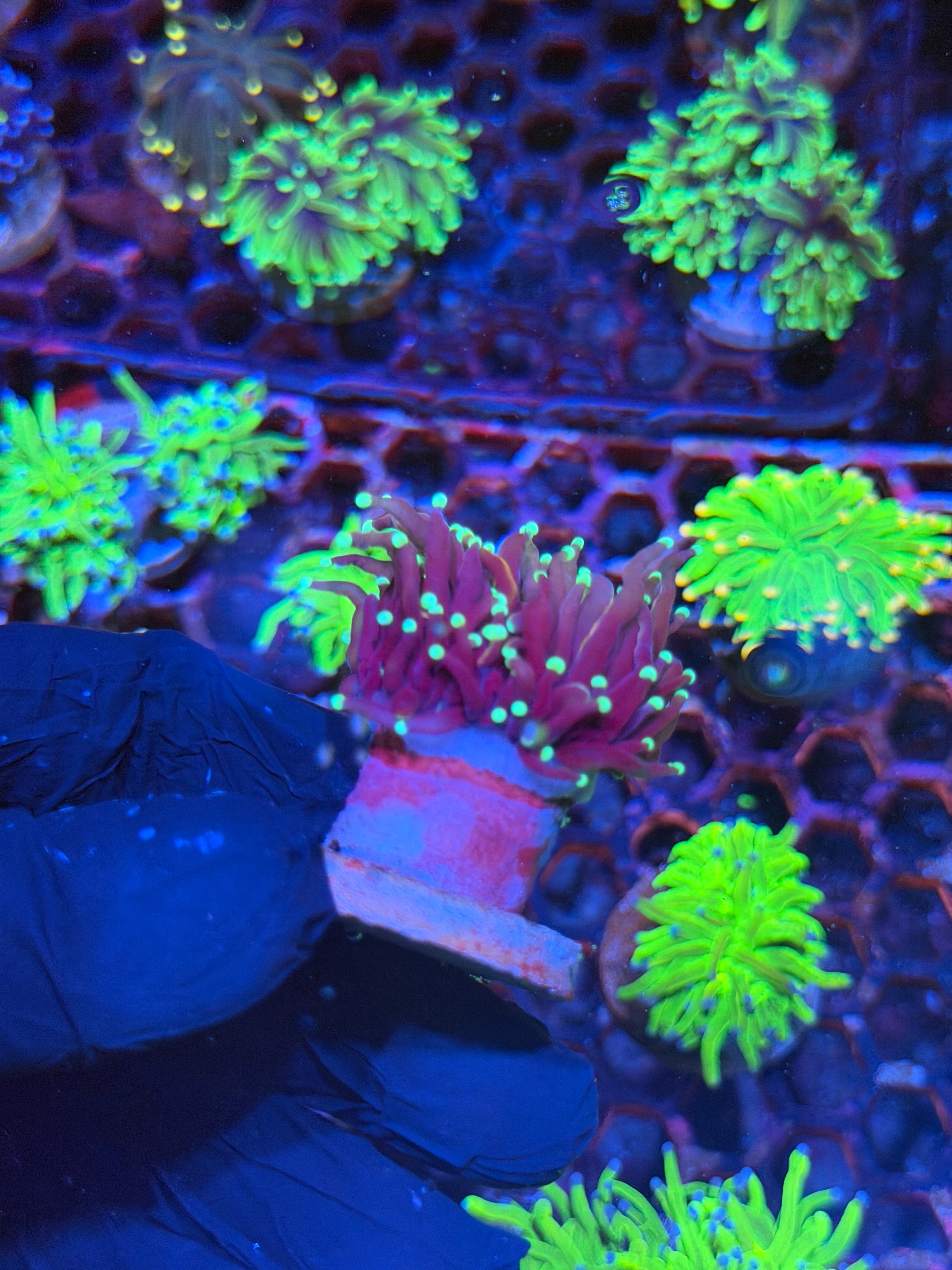 JEA Frostbite Torch Coral 1 XL Head 8/24