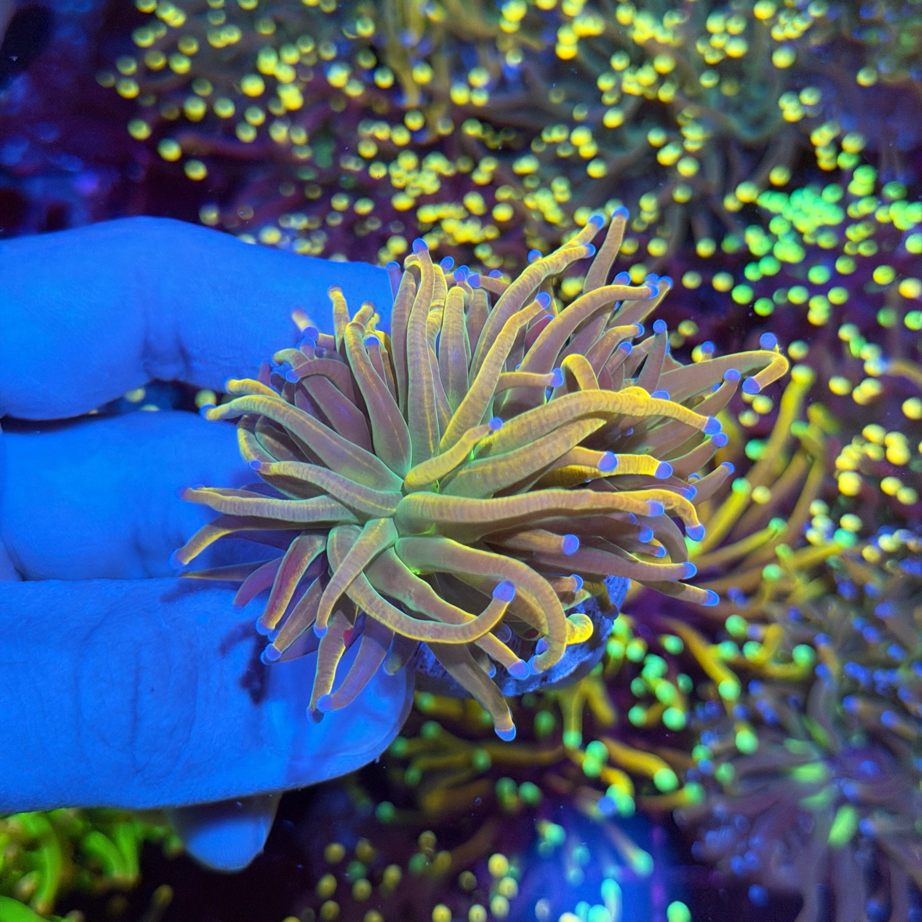 JEA Dragon Tamer Torch Coral 2 Heads 6/4