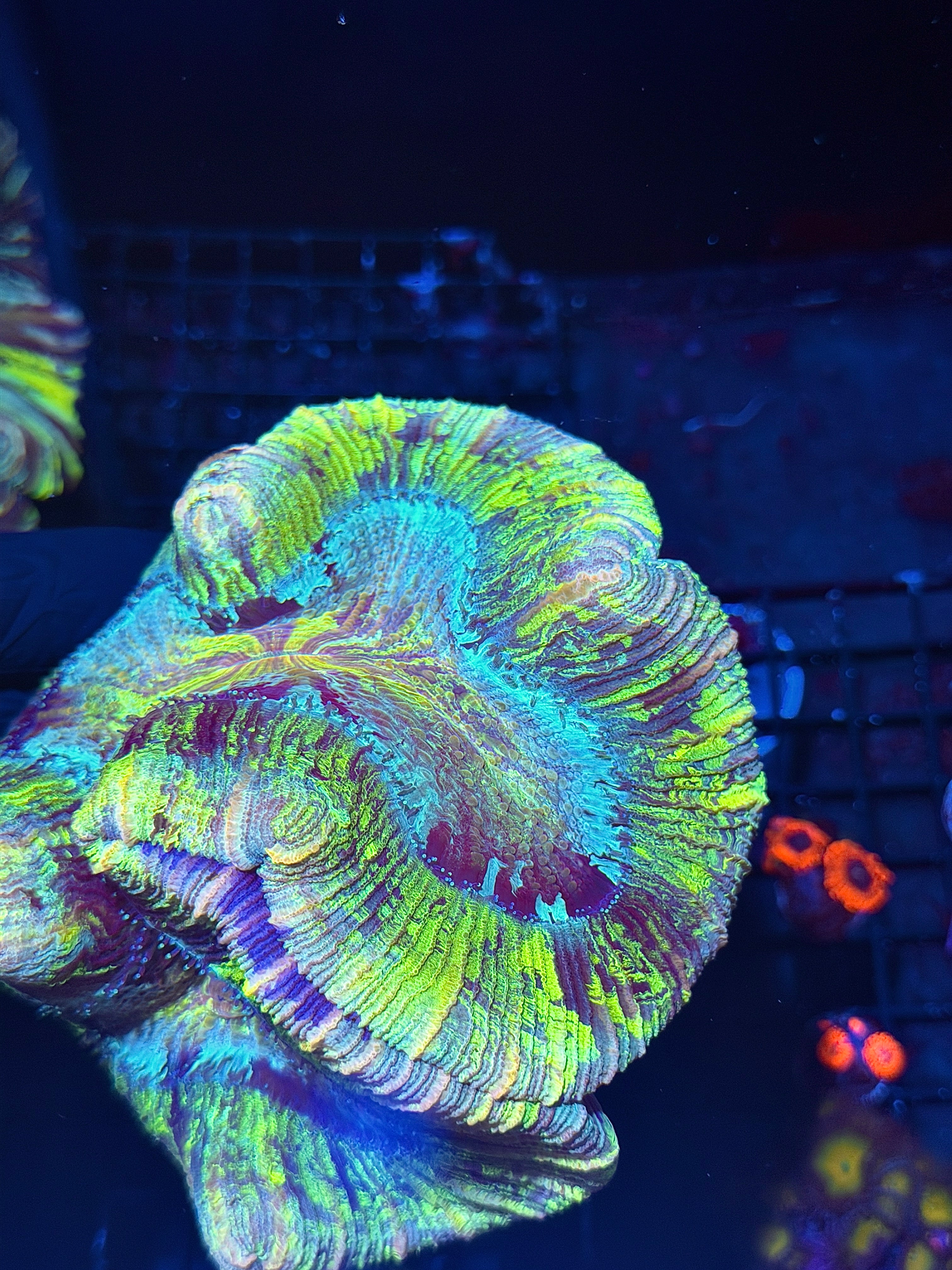 Tie Dye Rainbow Trachyphyllia Meat Coral XXXL Show Piece 8/1