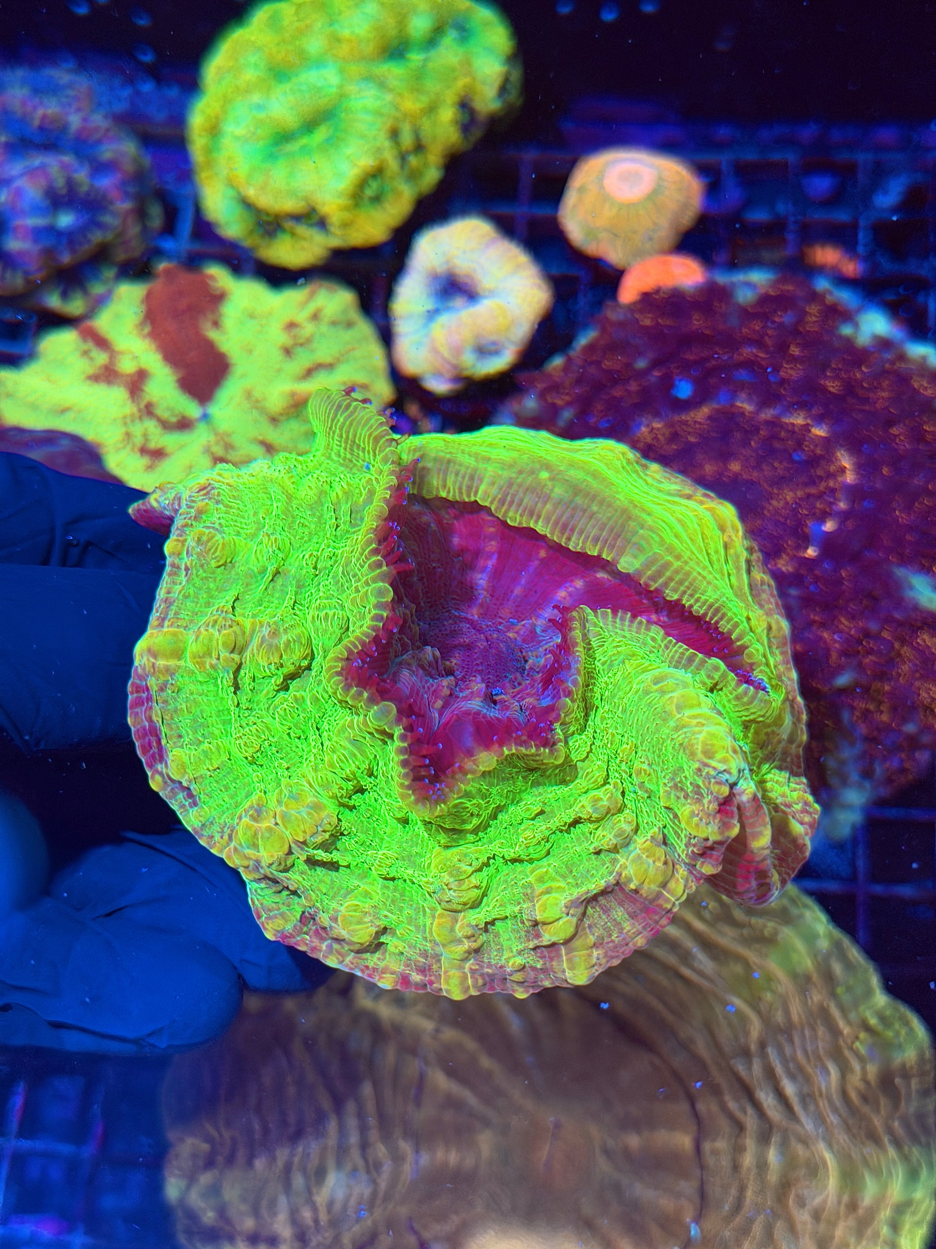 Extremely Unique Acanthophyllia Meat Coral Yellow/Green/Purple/Pink