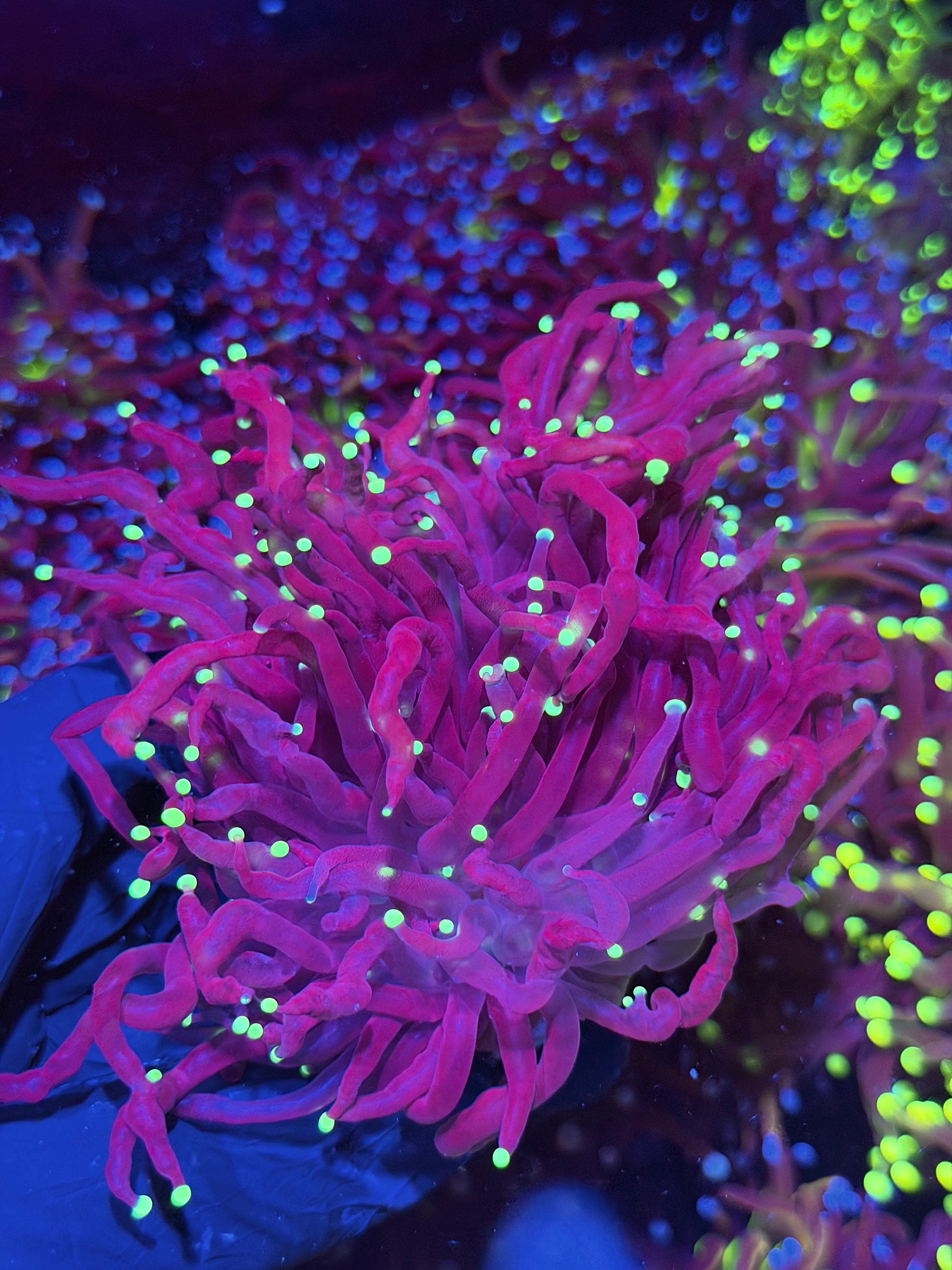 JEA Black Widow Torch Coral 2 Heads XXL