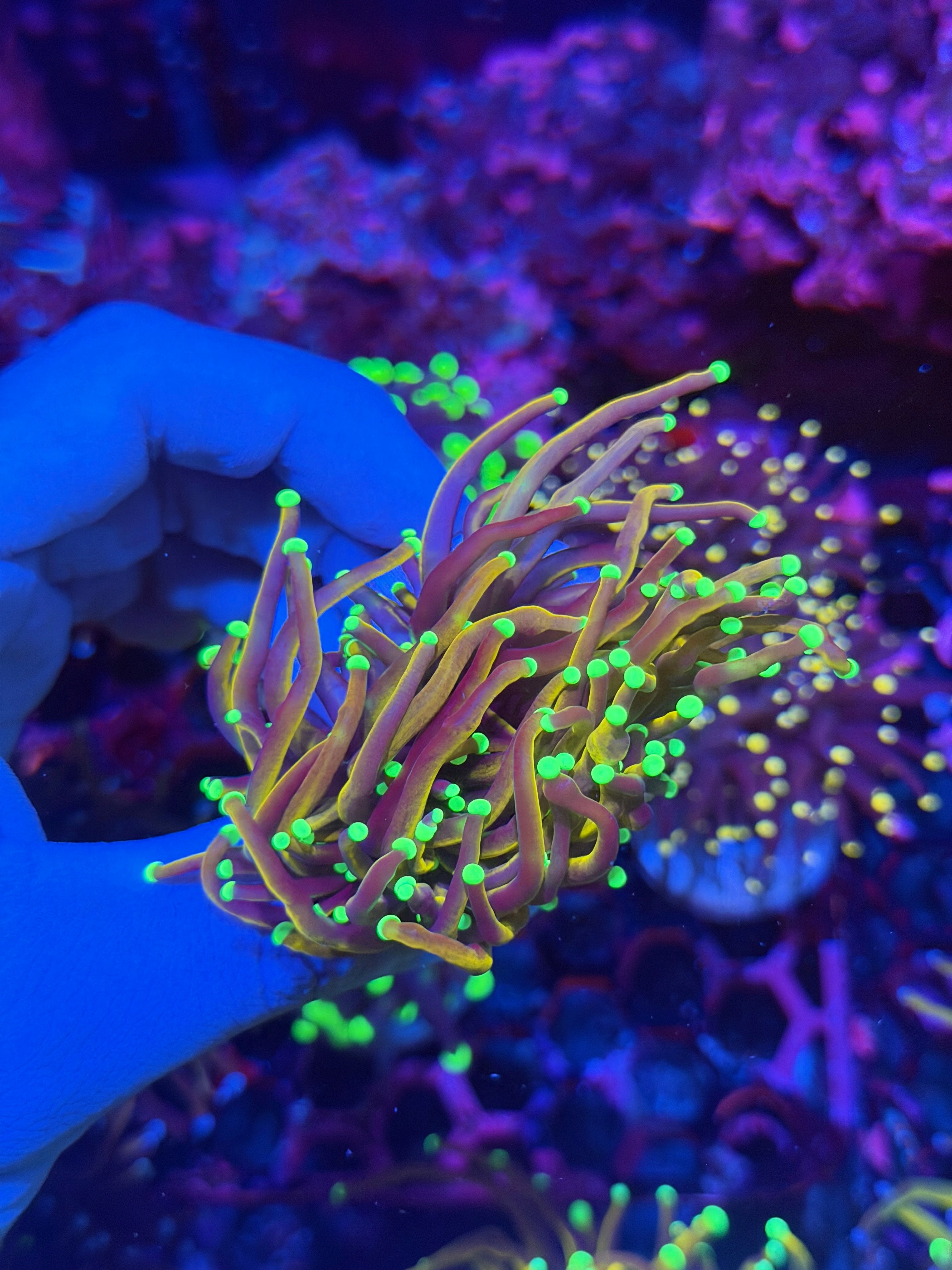 JEA Jester Torch Coral 2 Heads XXL 12/1