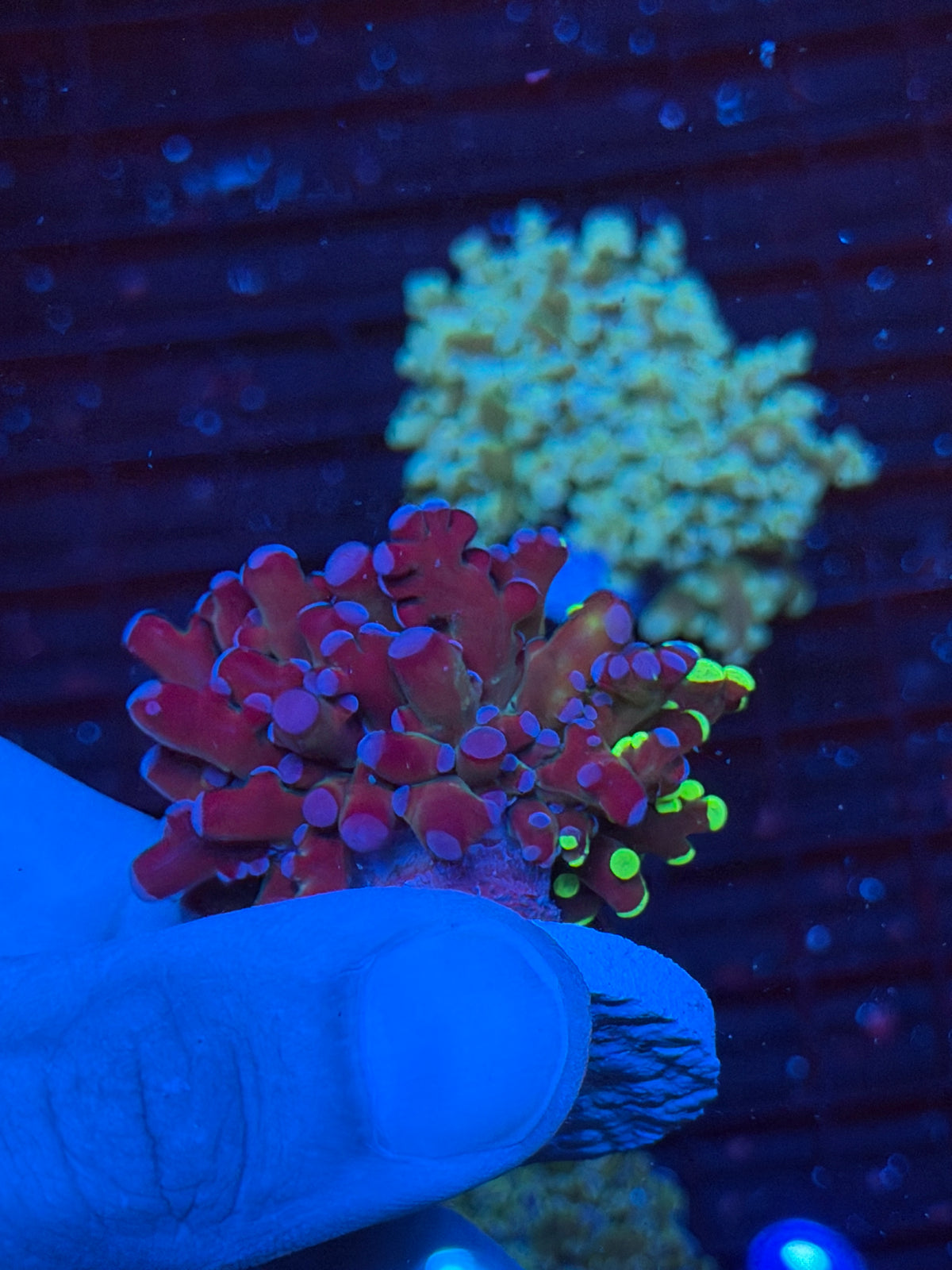 JEA Mardi Gras Frogspawn Coral Grafted 50/50 Split 9/22