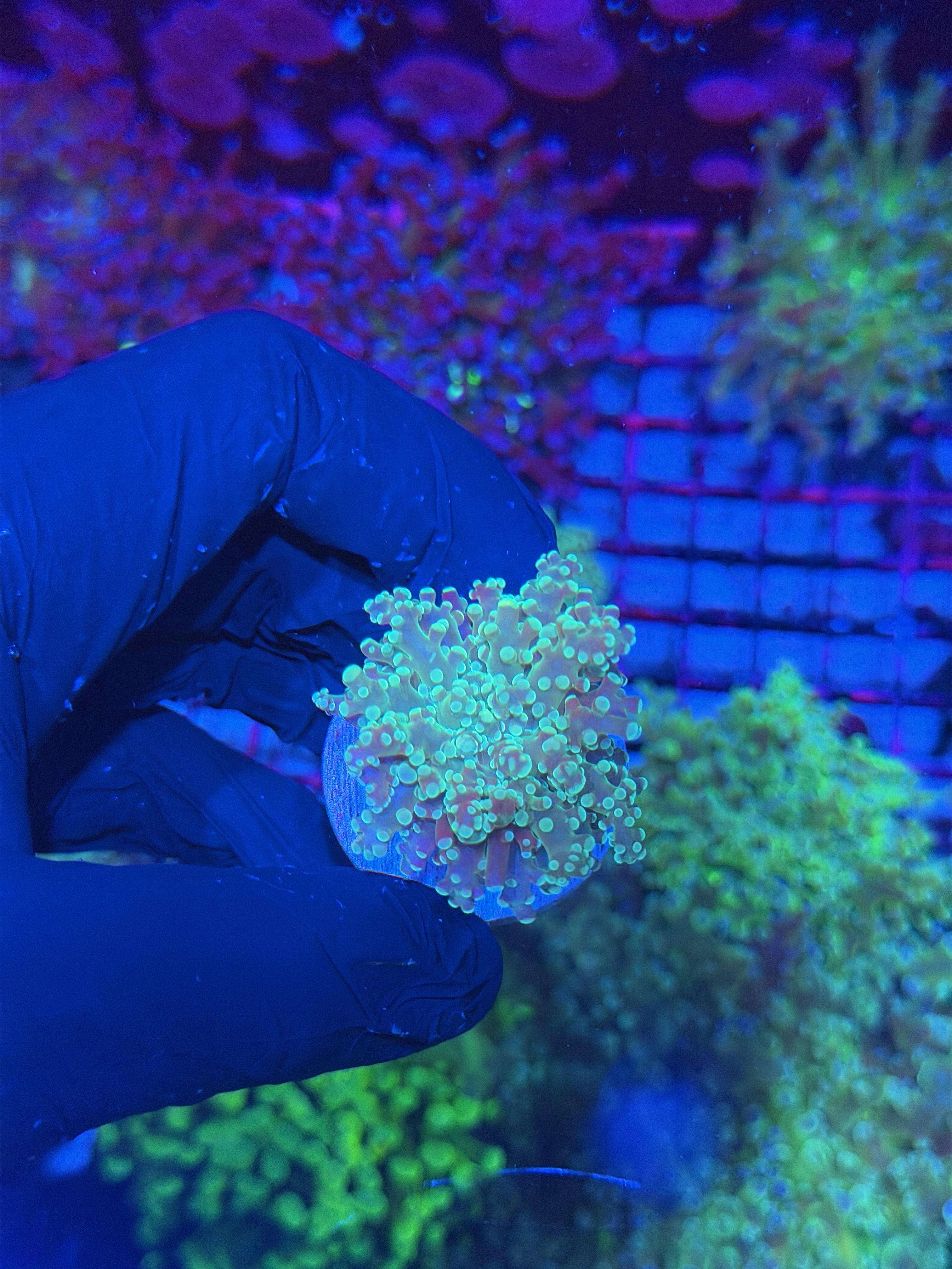 JEA Sour Apple Frogspawn Coral 1 XL Head 7/21