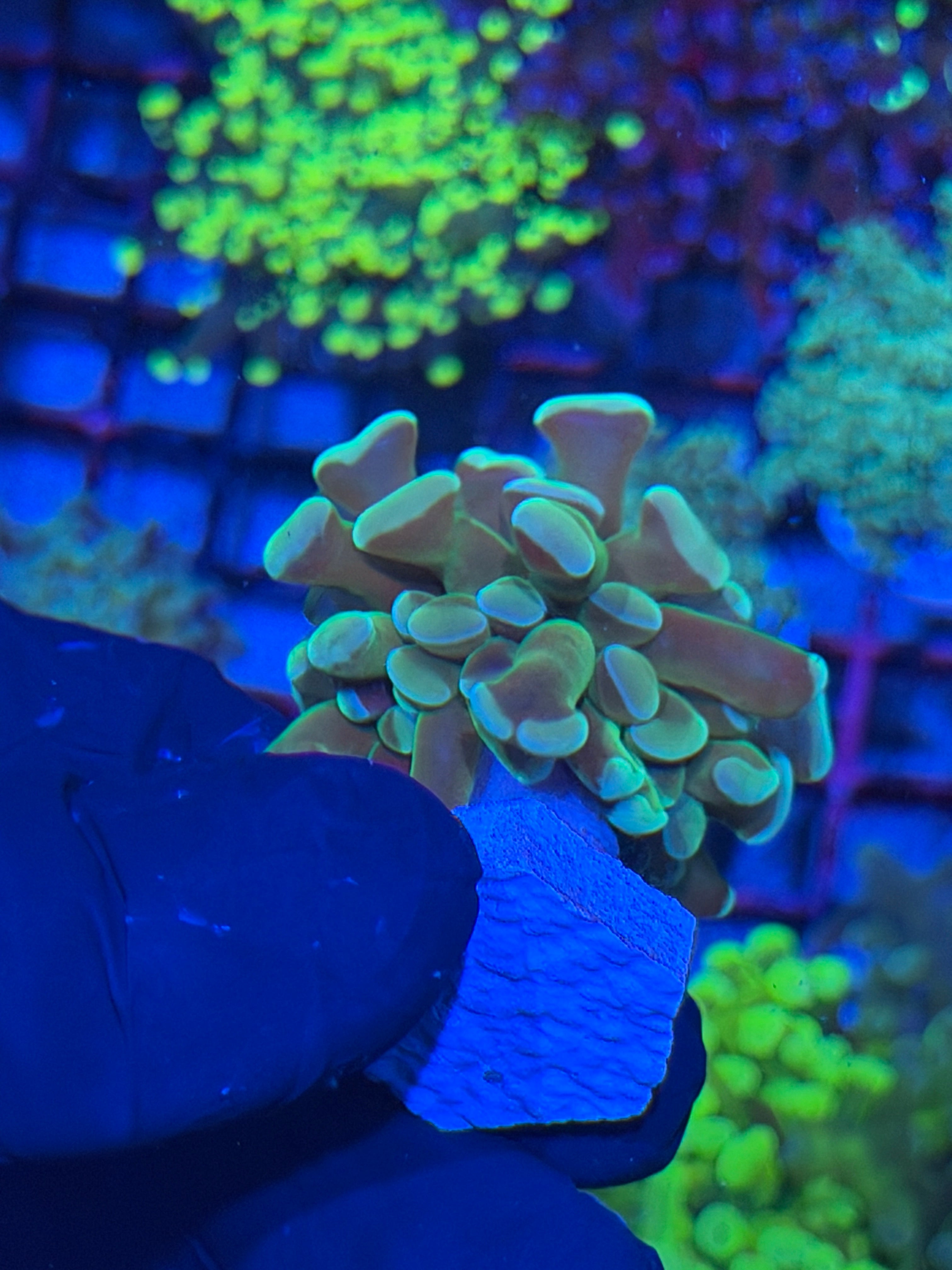 JEA Kaleidoscope Hammer Coral 1 XL Head 7/22