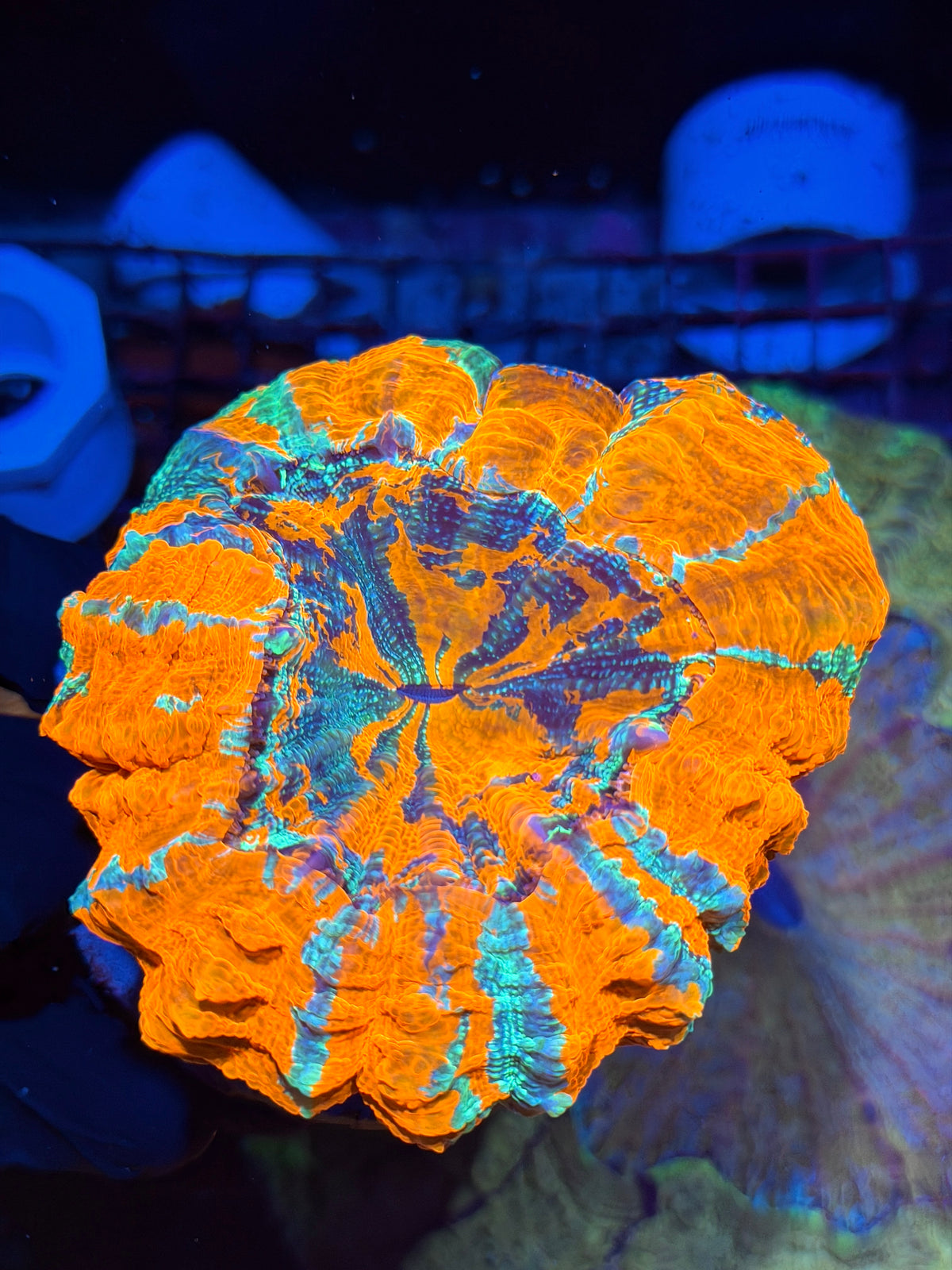 Insanely Bright Striped Acanthophyllia Meat Coral Show Piece 9/21