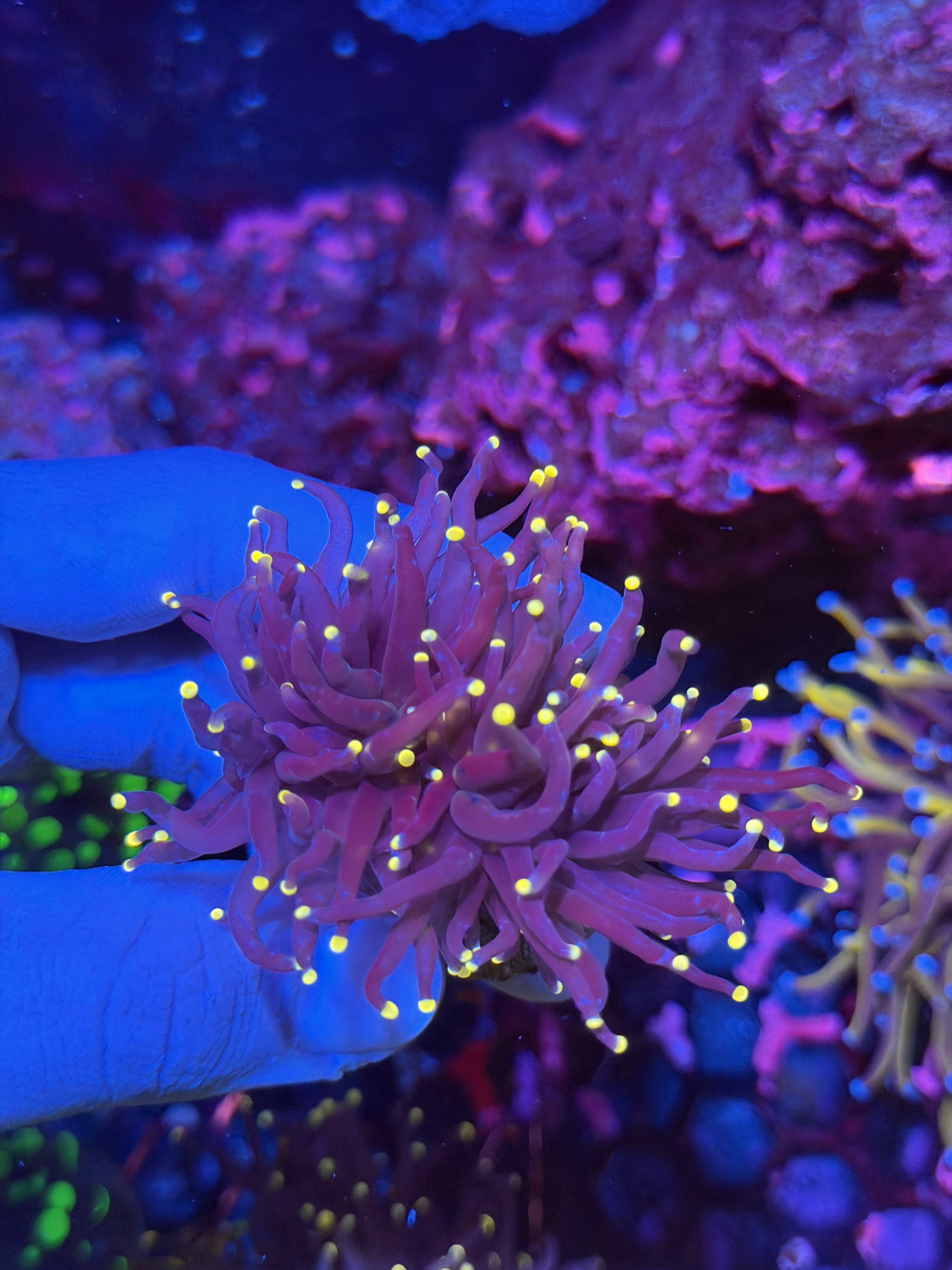 JEA Joker Torch Coral 2 Heads 11/28