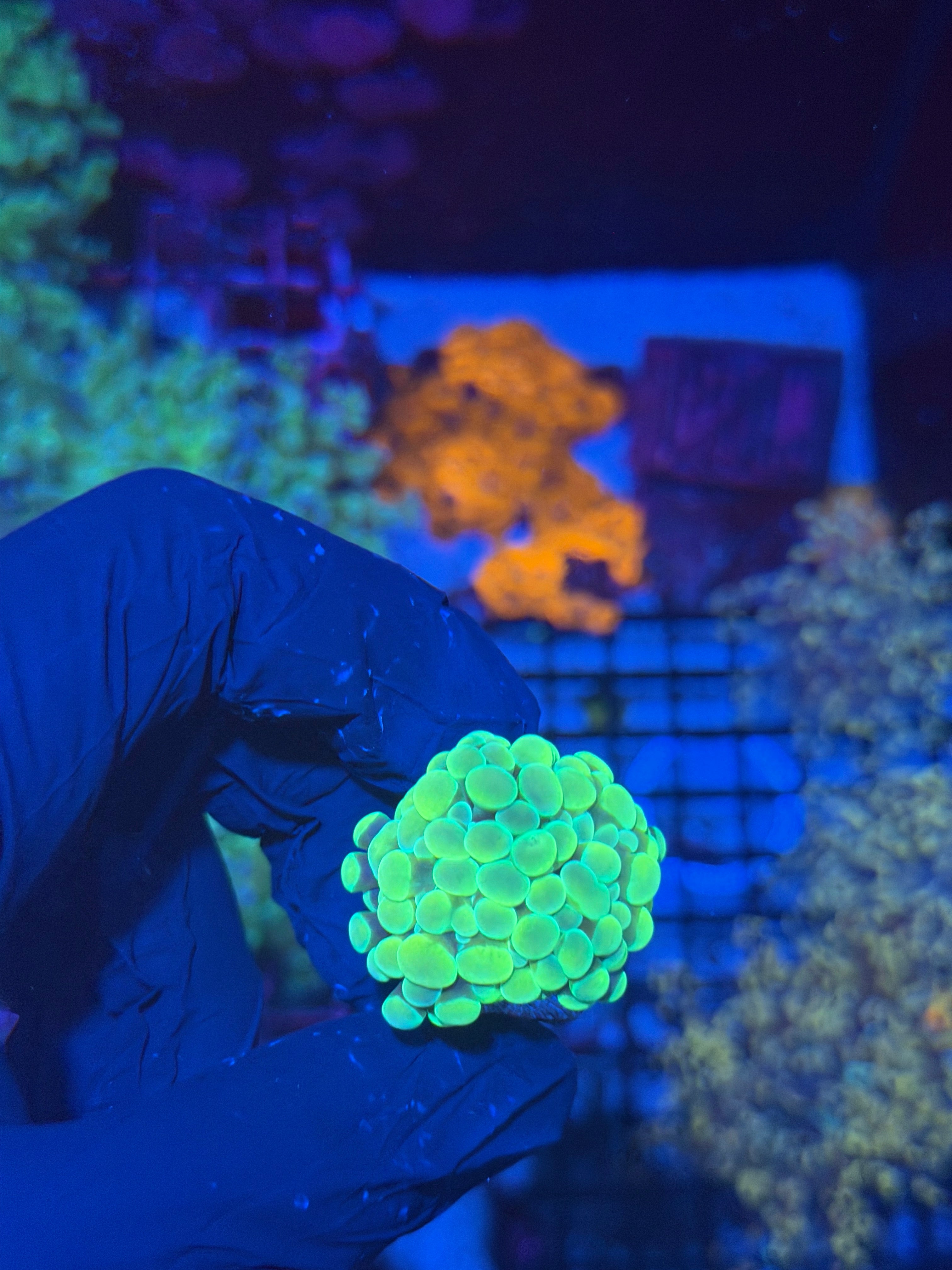 JEA Lemonade Hammer Coral 1 Head 8/6