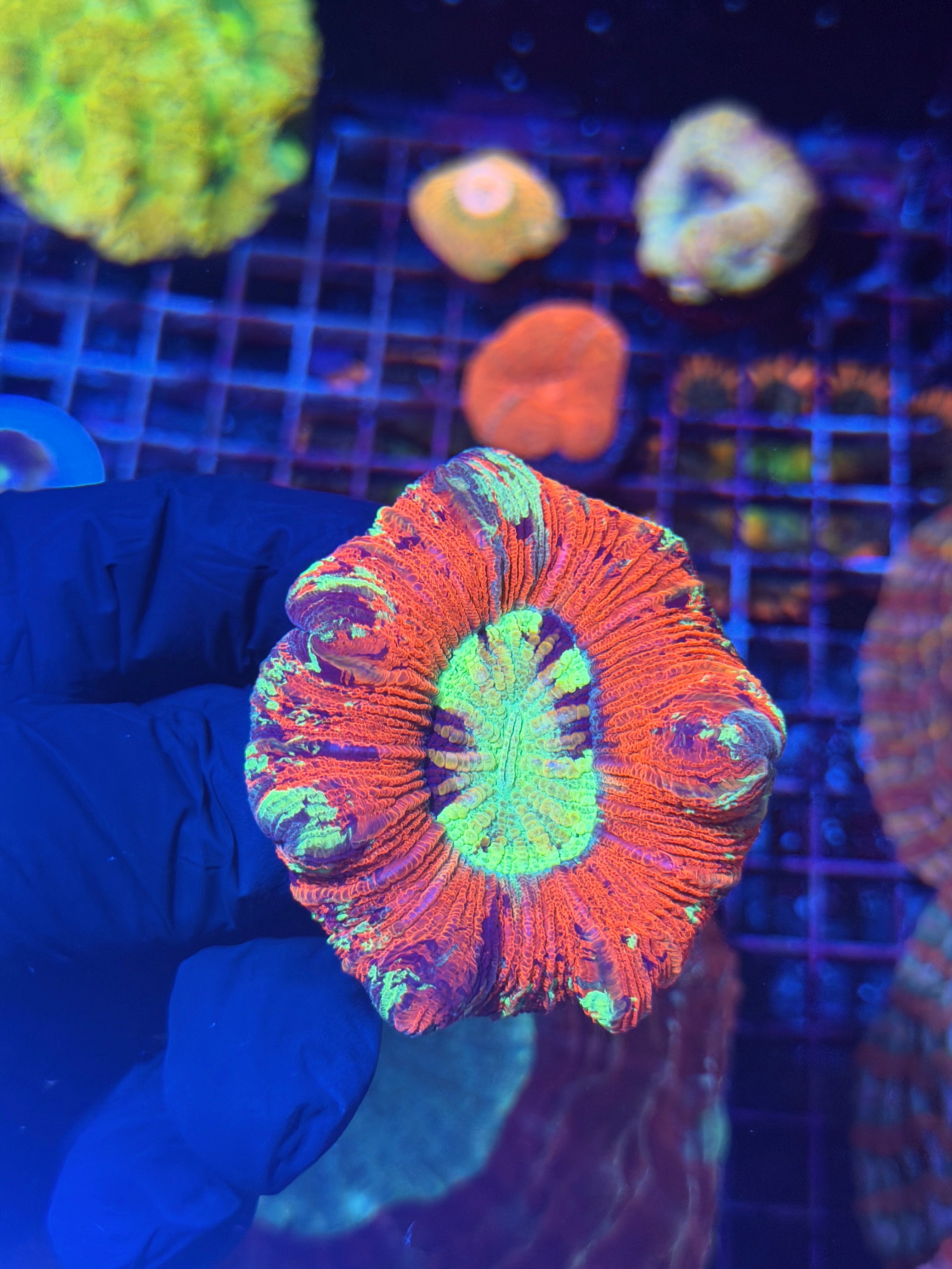 Multi Color Trachyphyllia Meat Coral