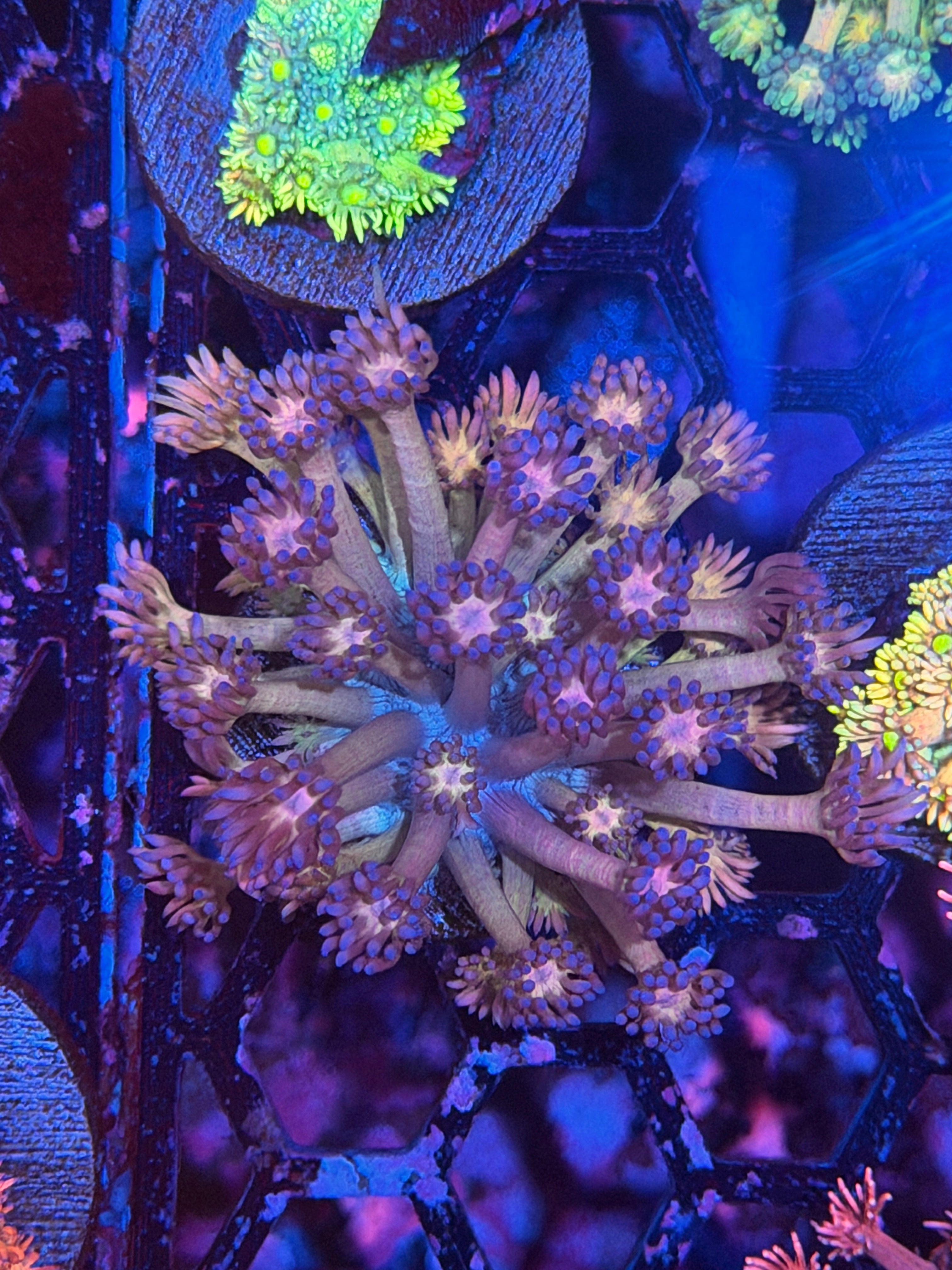 JEA Candy Shop Goniopora Coral XL Frag 12/1