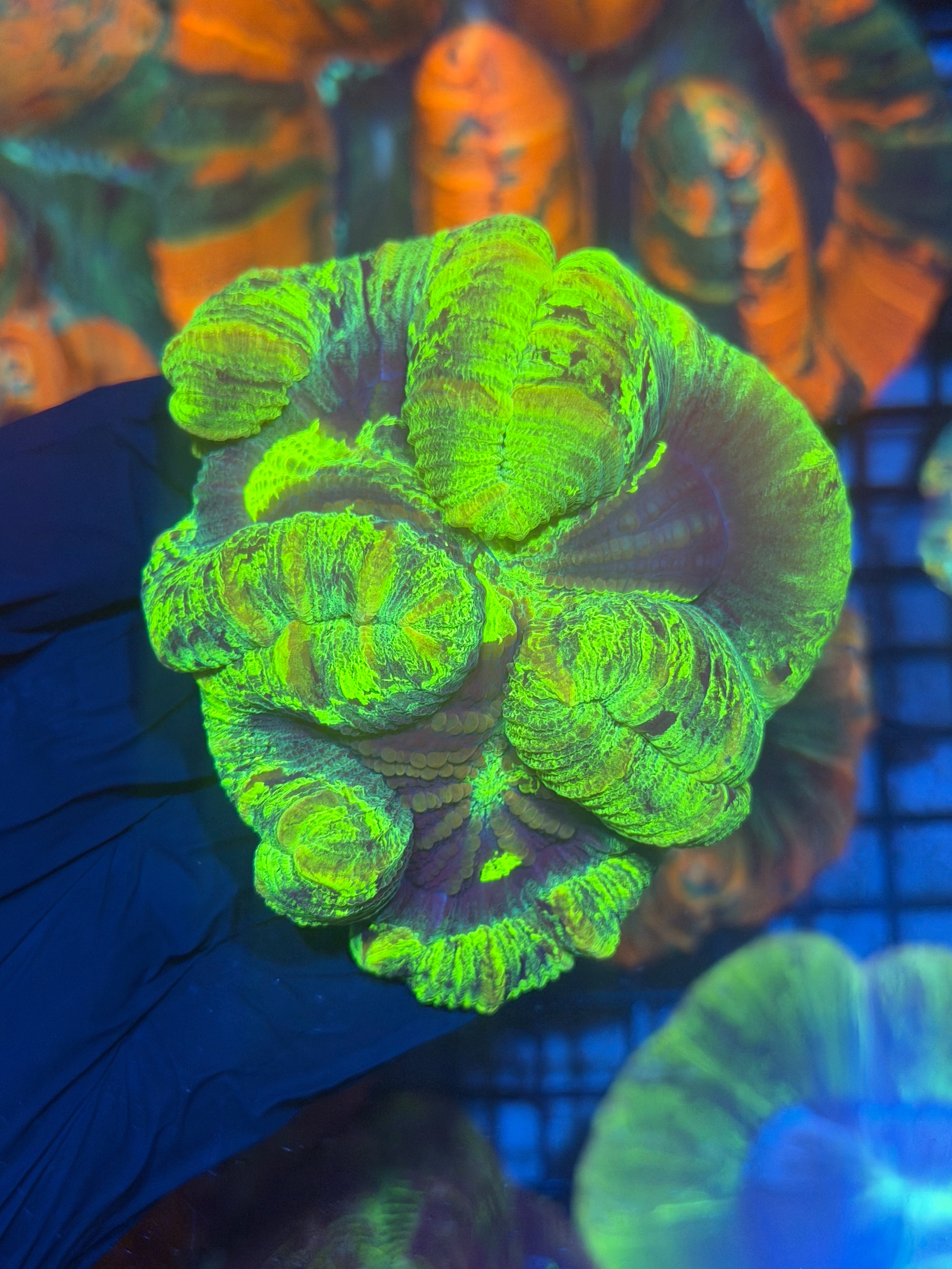 Insane Neon Trachyphyllia Meat Coral XL -