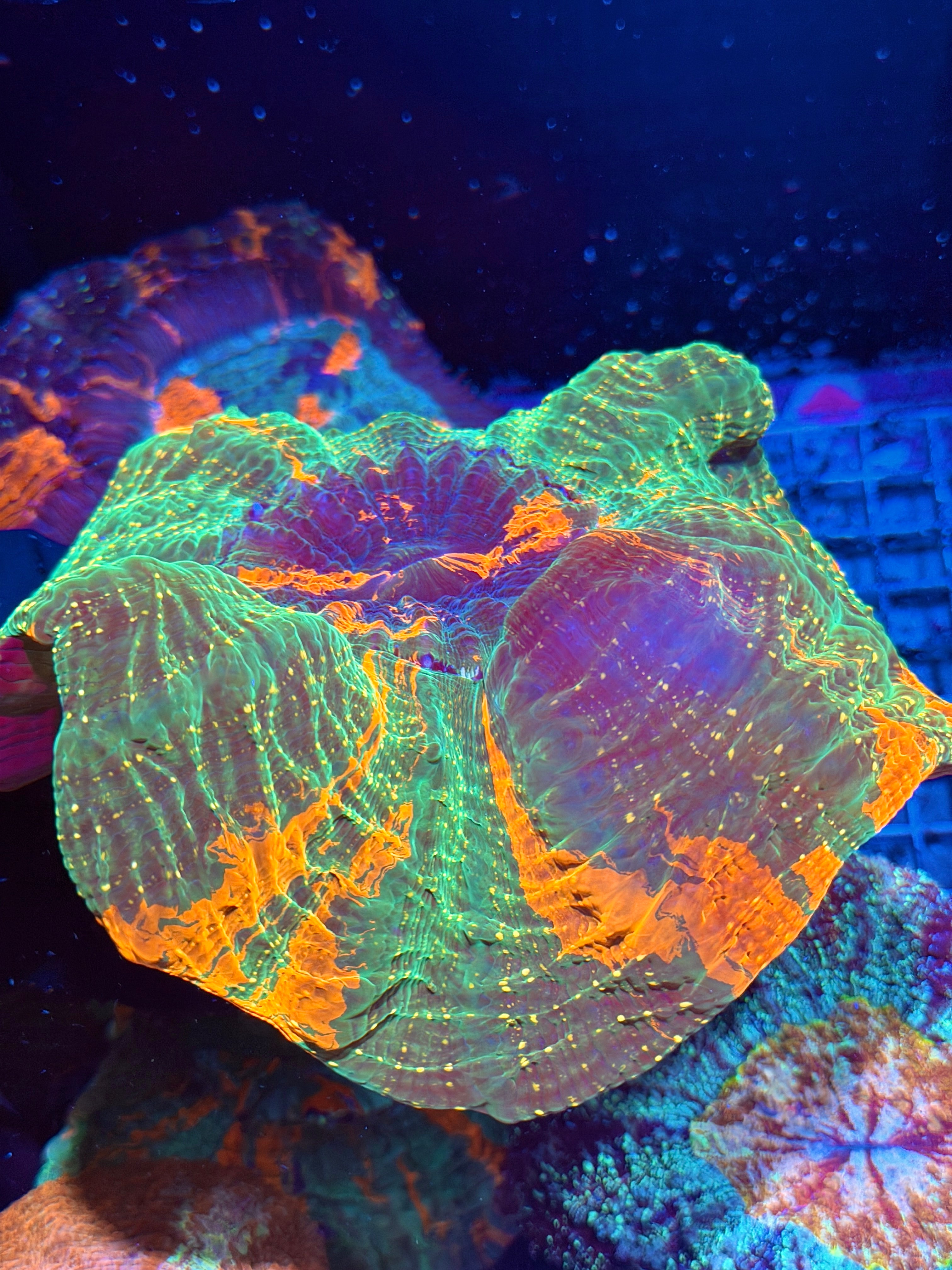 Bright Multicolor Acanthophyllia Meat Coral XXL