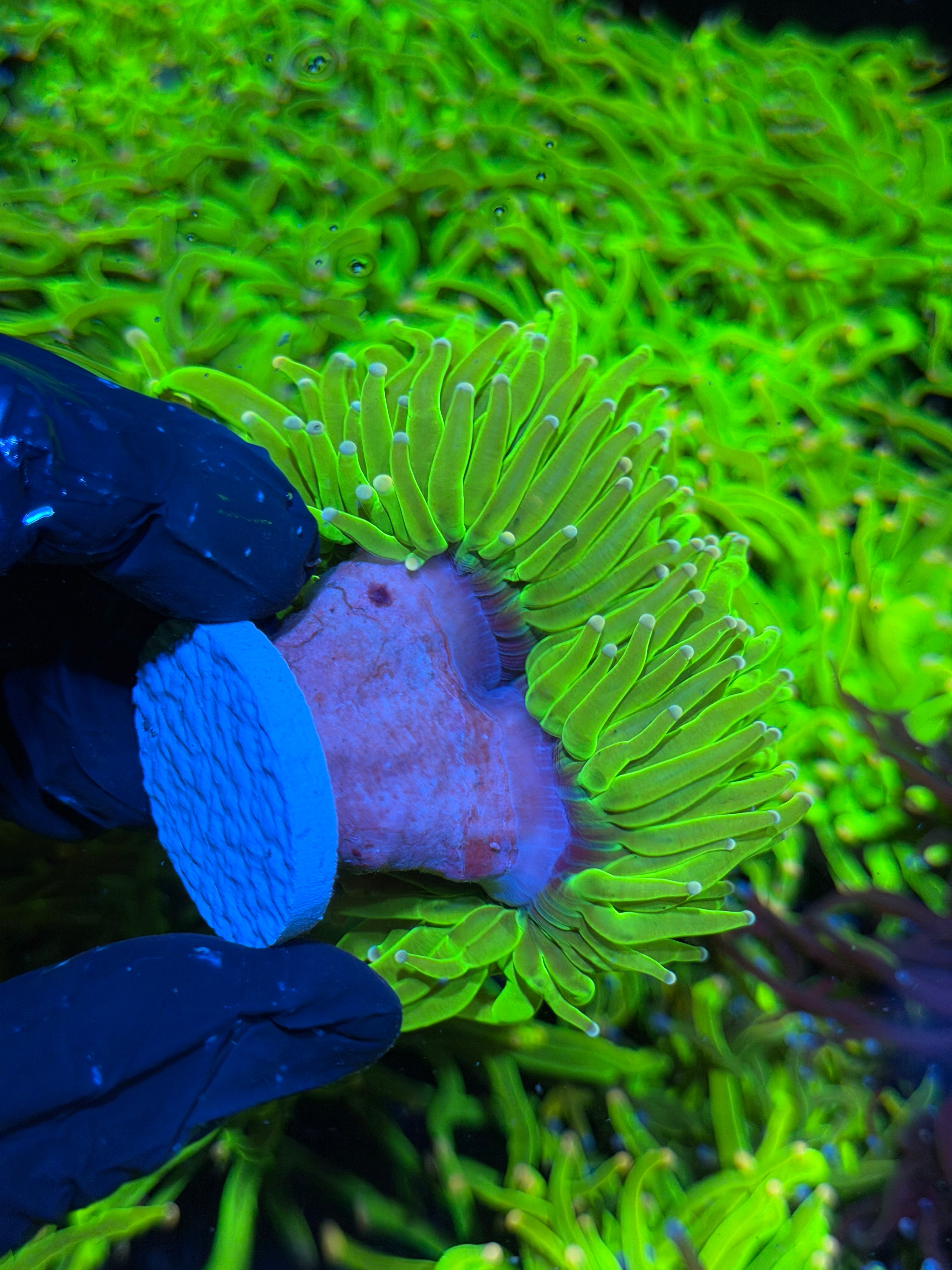 JEA Skittles Holy Grail Torch Coral 2 Heads XXXL 7/15