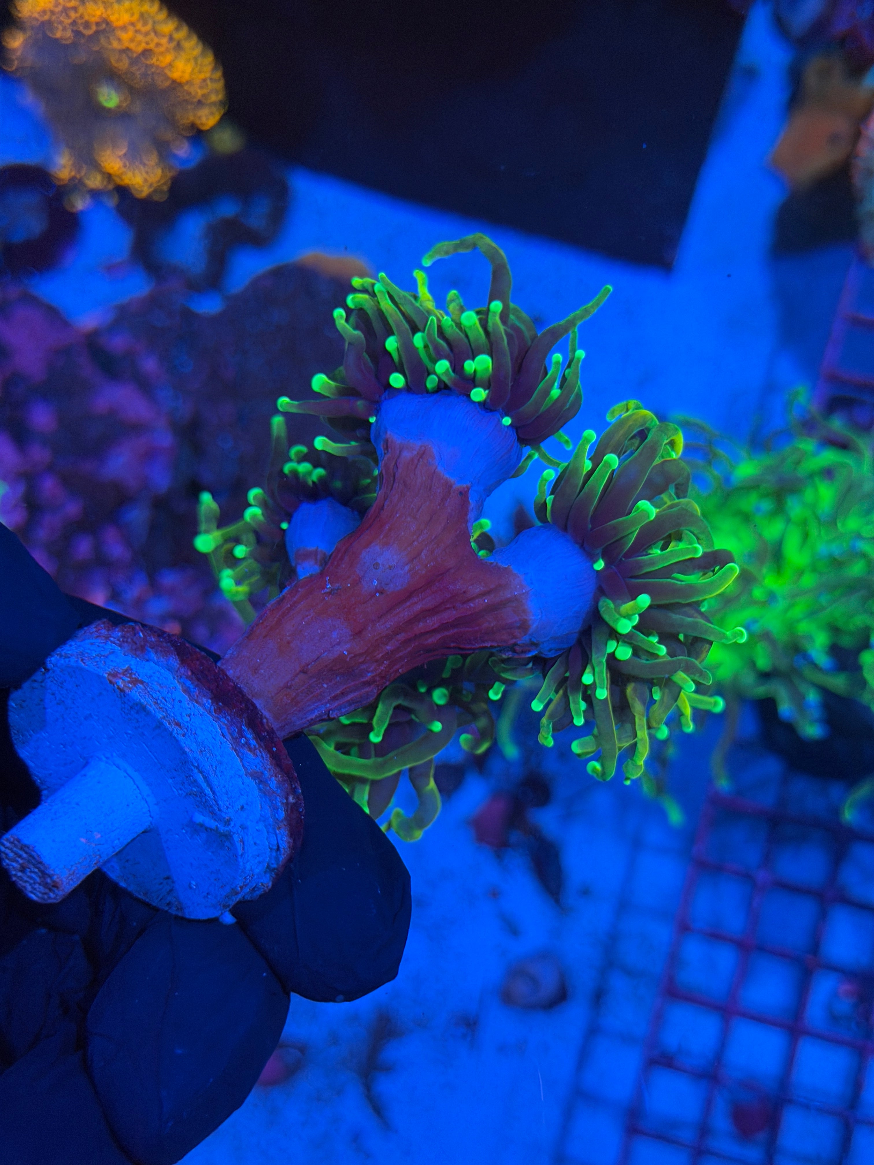 JEA Dragon Soul Torch Coral Colony XL