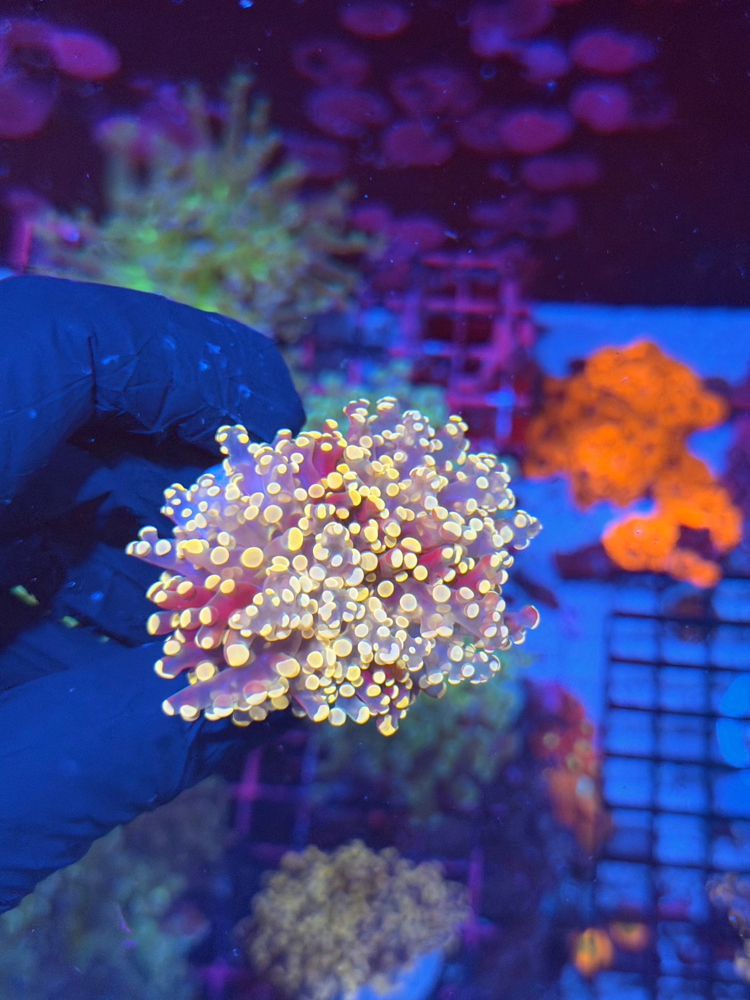 JEA Princess Peach Frogspawn Coral 1 XL Head 7/31