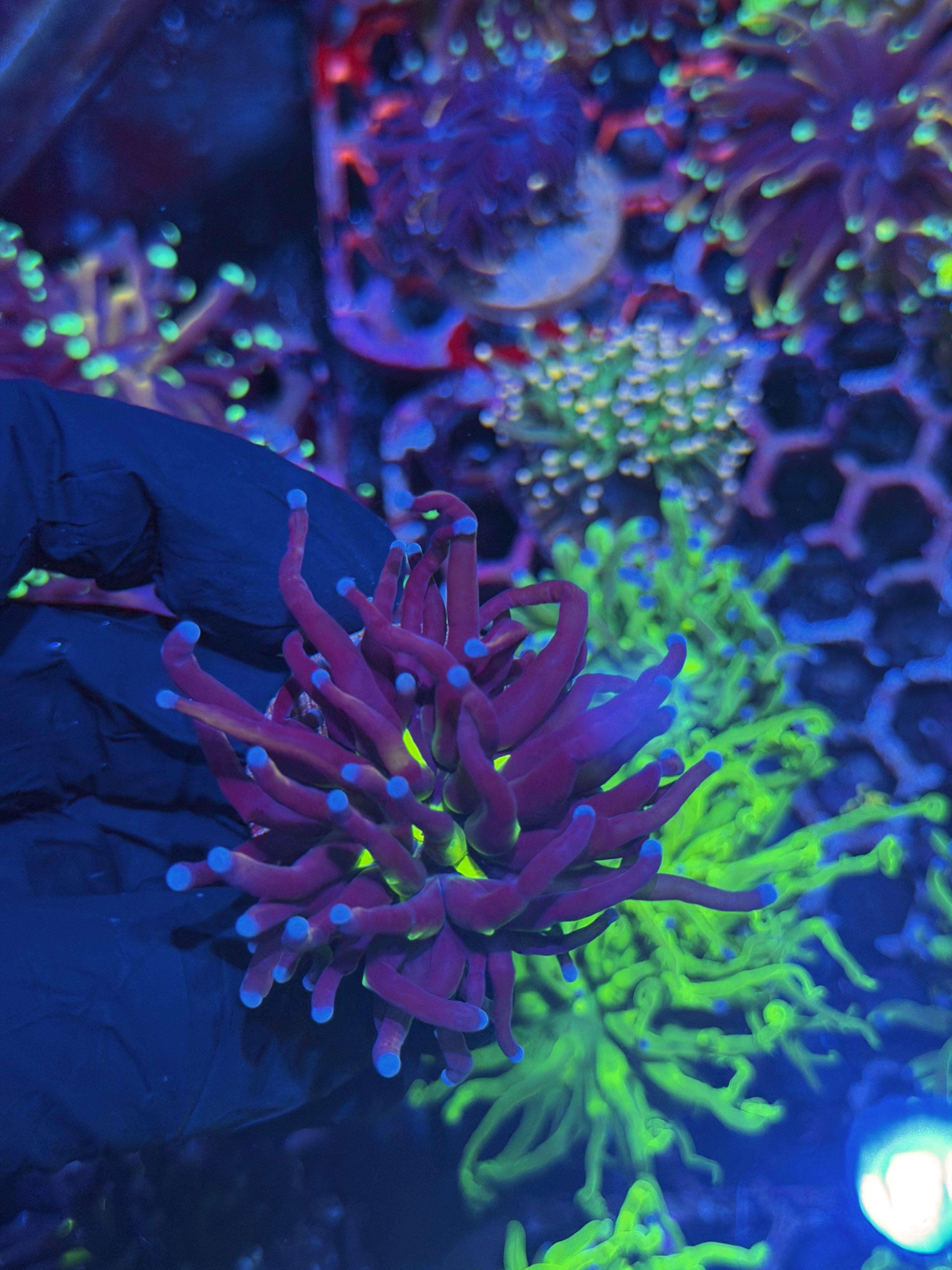 JEA Death Star Grail Torch Coral 1 Head XL 8/1