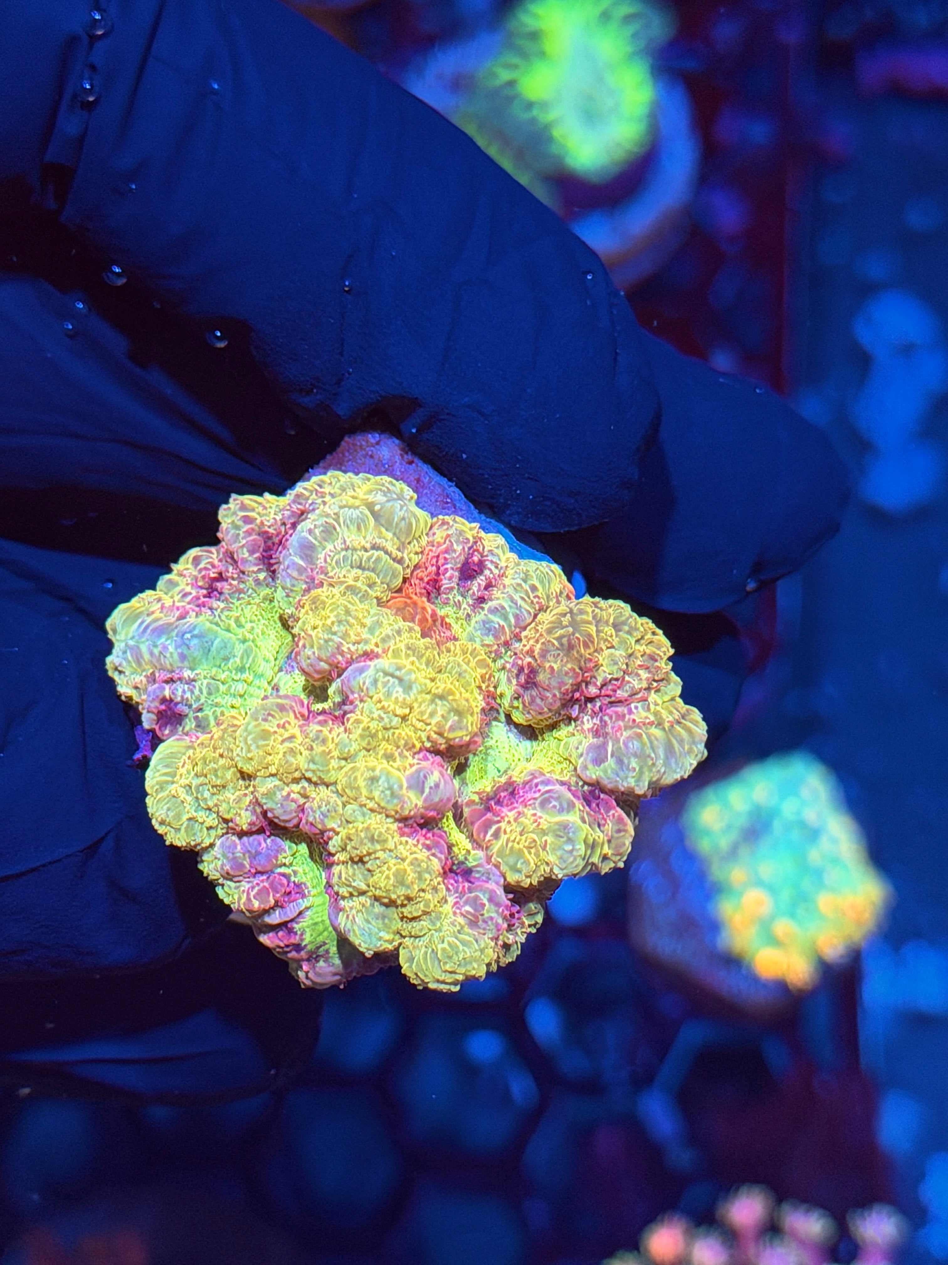 JEA Mardi Gras Asian Acans Coral 6/4