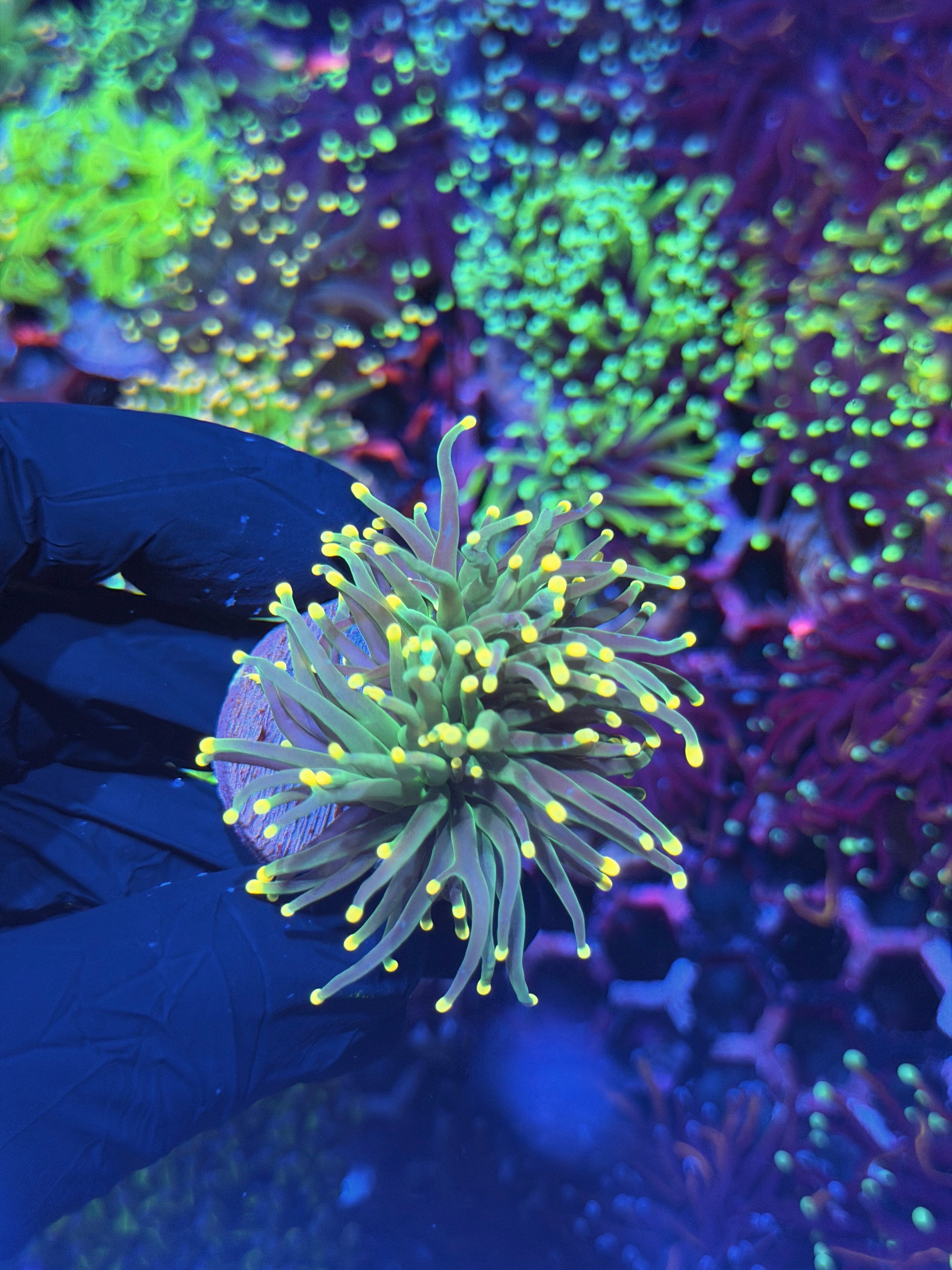 JEA Lemon Drop Torch Coral 2 Heads 7/31