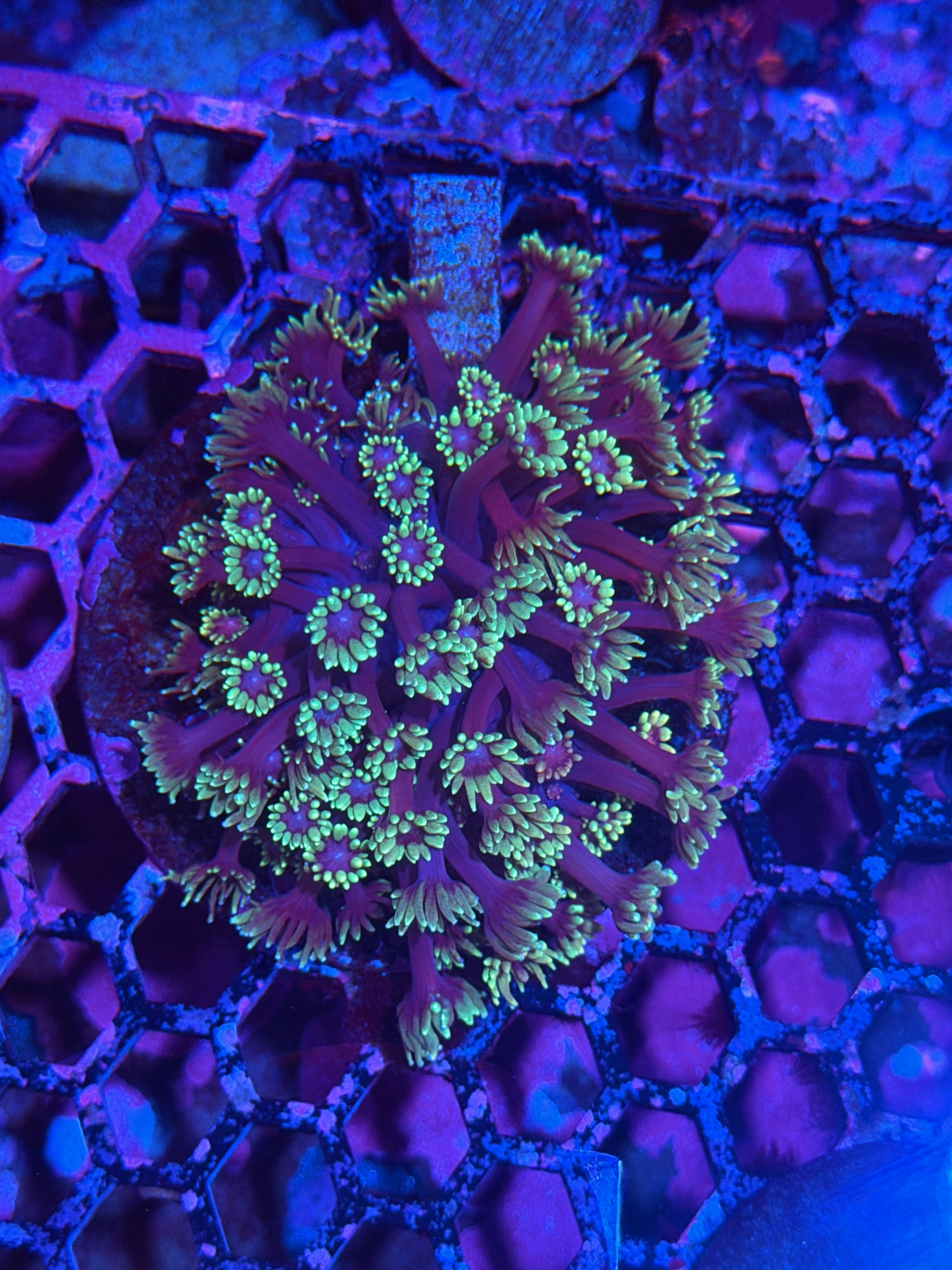 JEA Spyro Goniopora Coral 12/1
