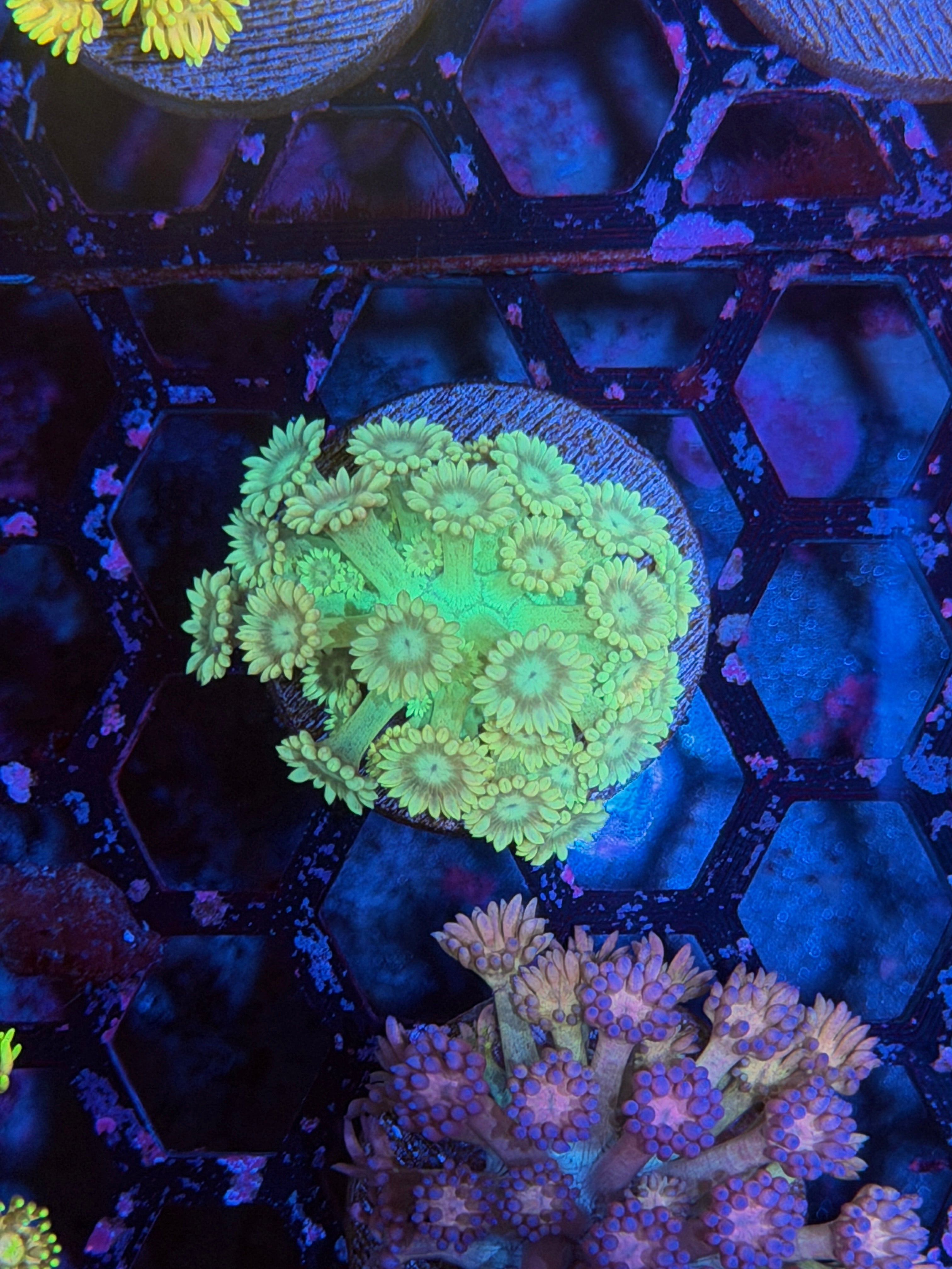JEA Green Glow Goniopora Coral