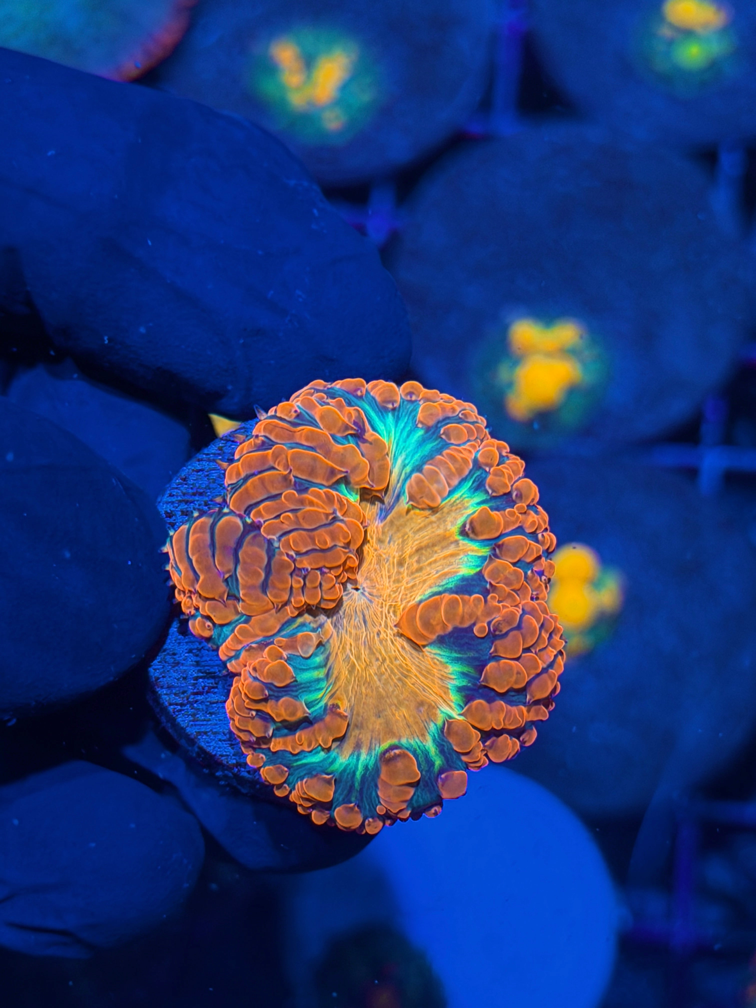 JEA Bleeding Heart Blastomussa Coral 1 XL Head Splitting 11/28