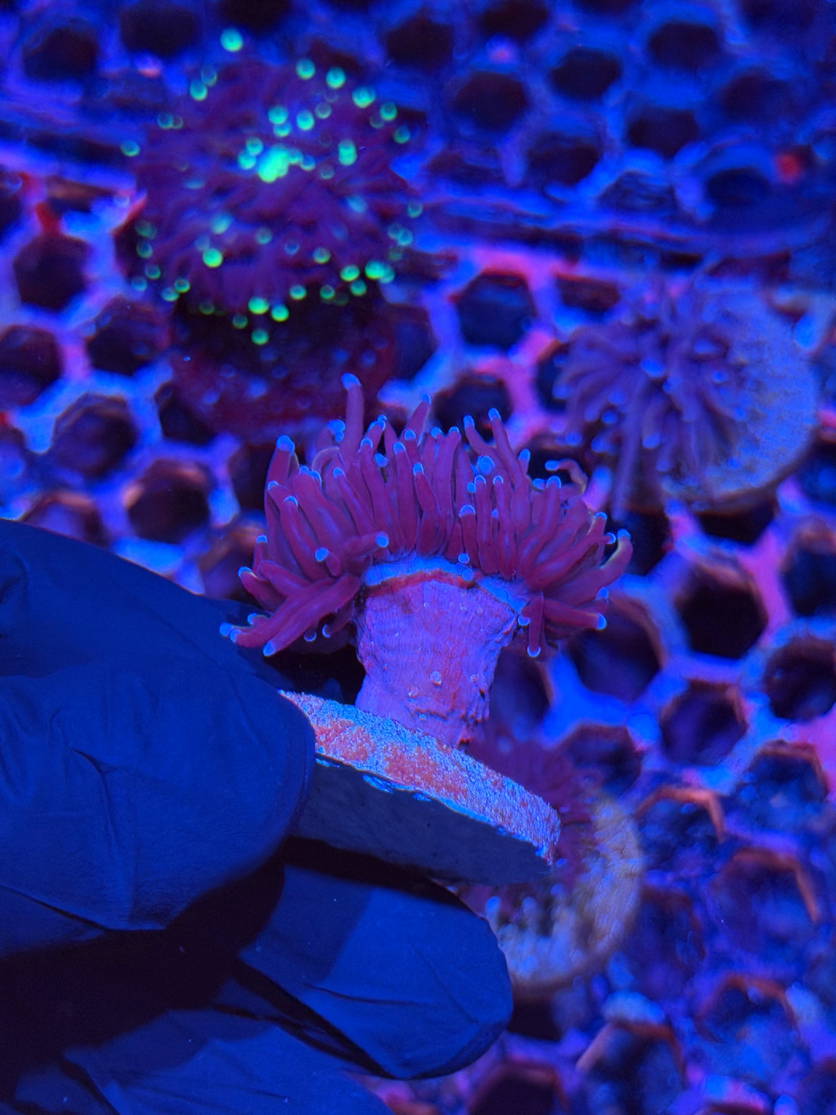 JEA Nightmare Torch Coral 1 Head 9/21