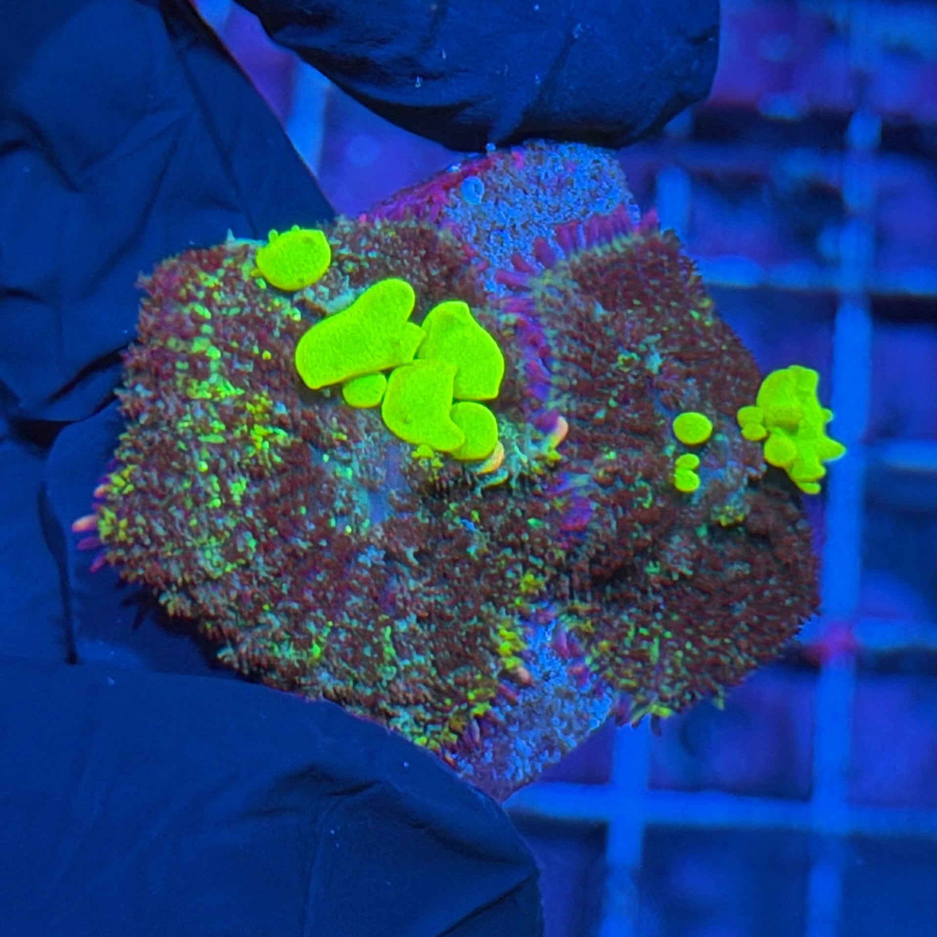 JEA Biohazard Bounce Mushroom Coral Multi Rock 6/4