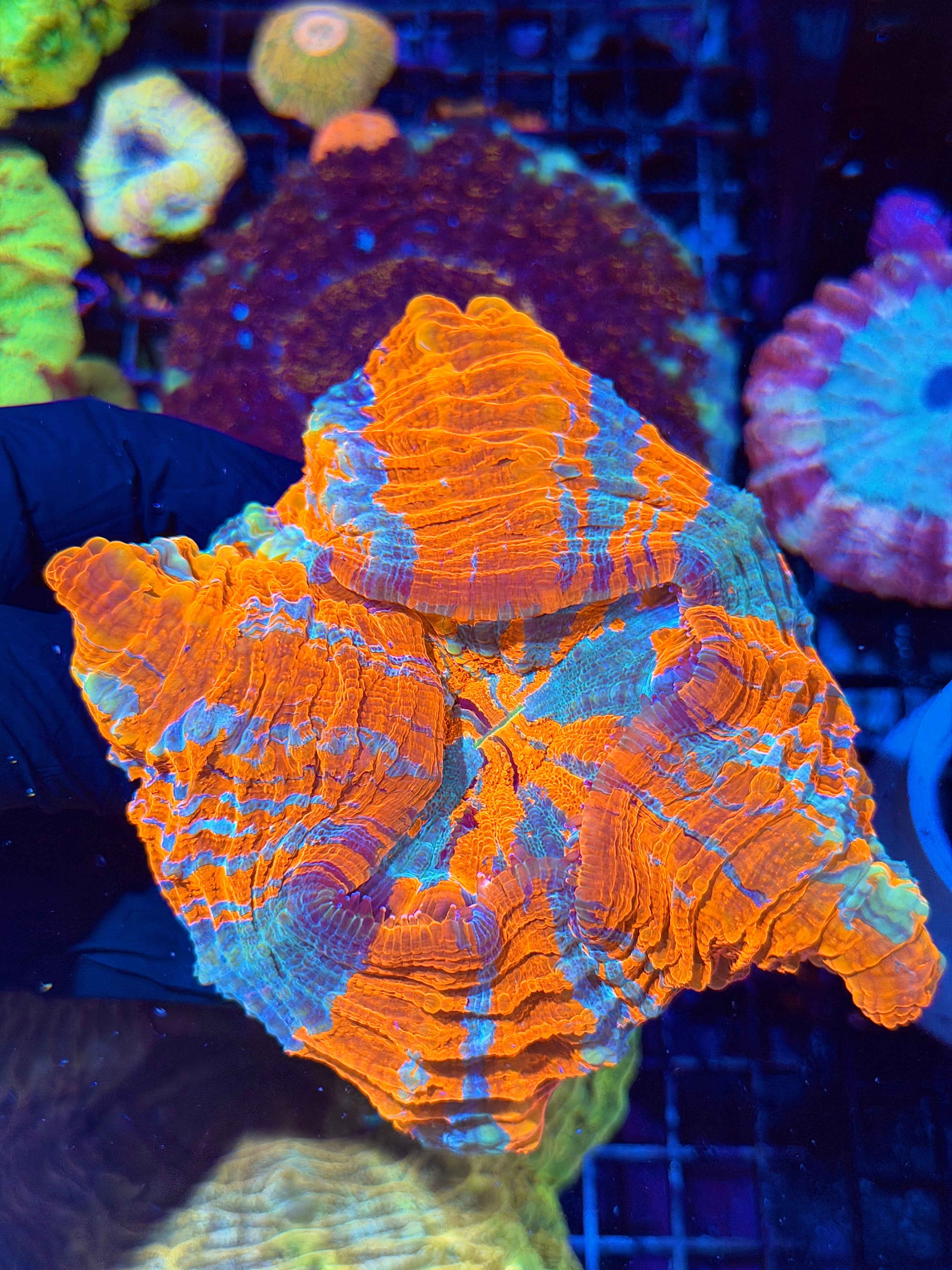 Insanely Bright Striped Acanthophyllia Meat Coral XL Show Piece