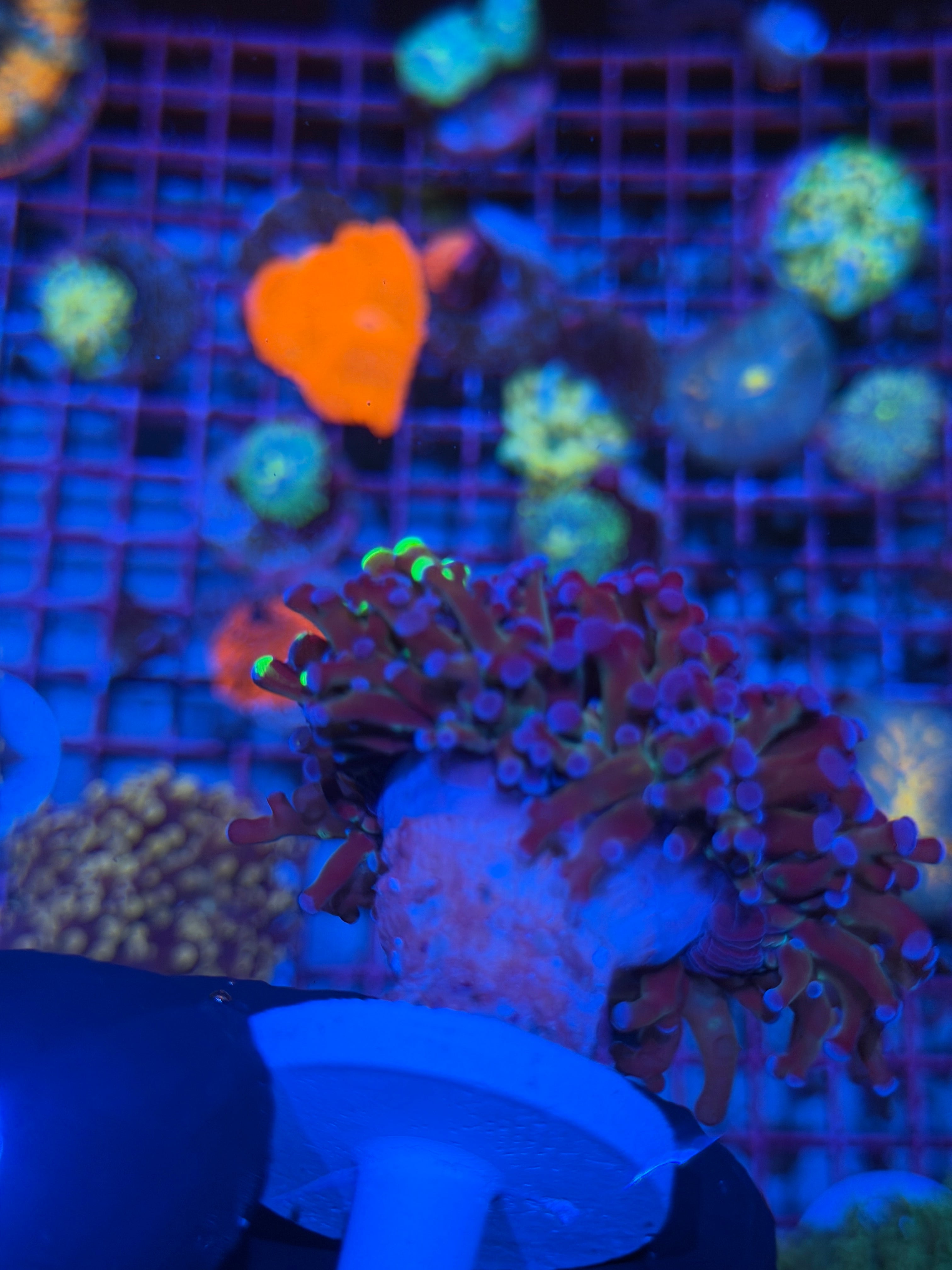 JEA Grafted Mardi Gras Frogspawn Coral 1 XXL Head Splitting to 3 7/9