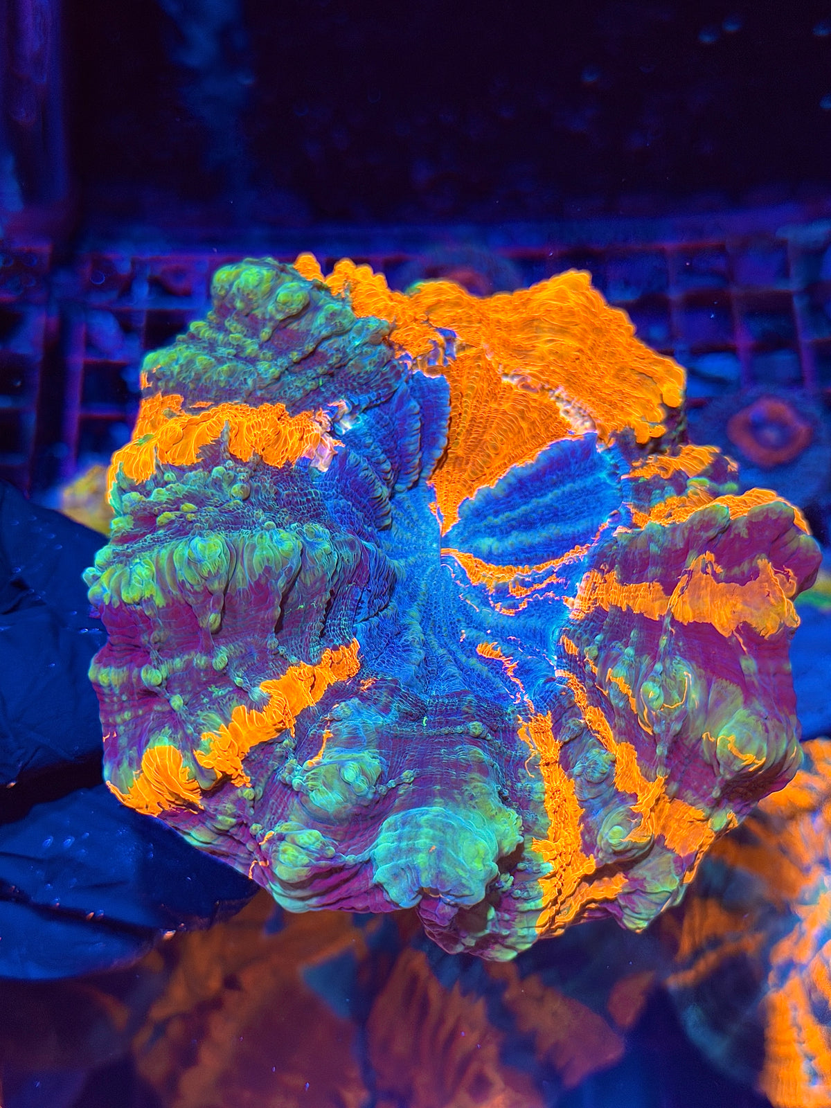 Rainbow Acanthophyllia Meat Coral XL