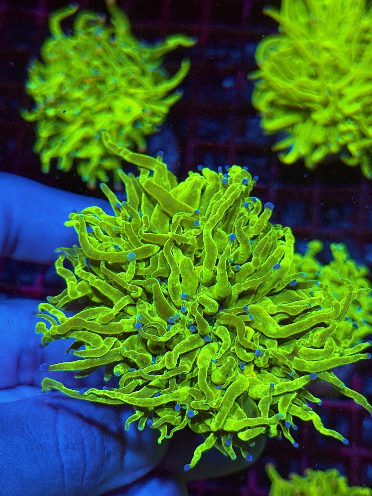 JEA Jolly Rancher Holy Grail Torch Coral 1 XXL Head Splititng 10/21
