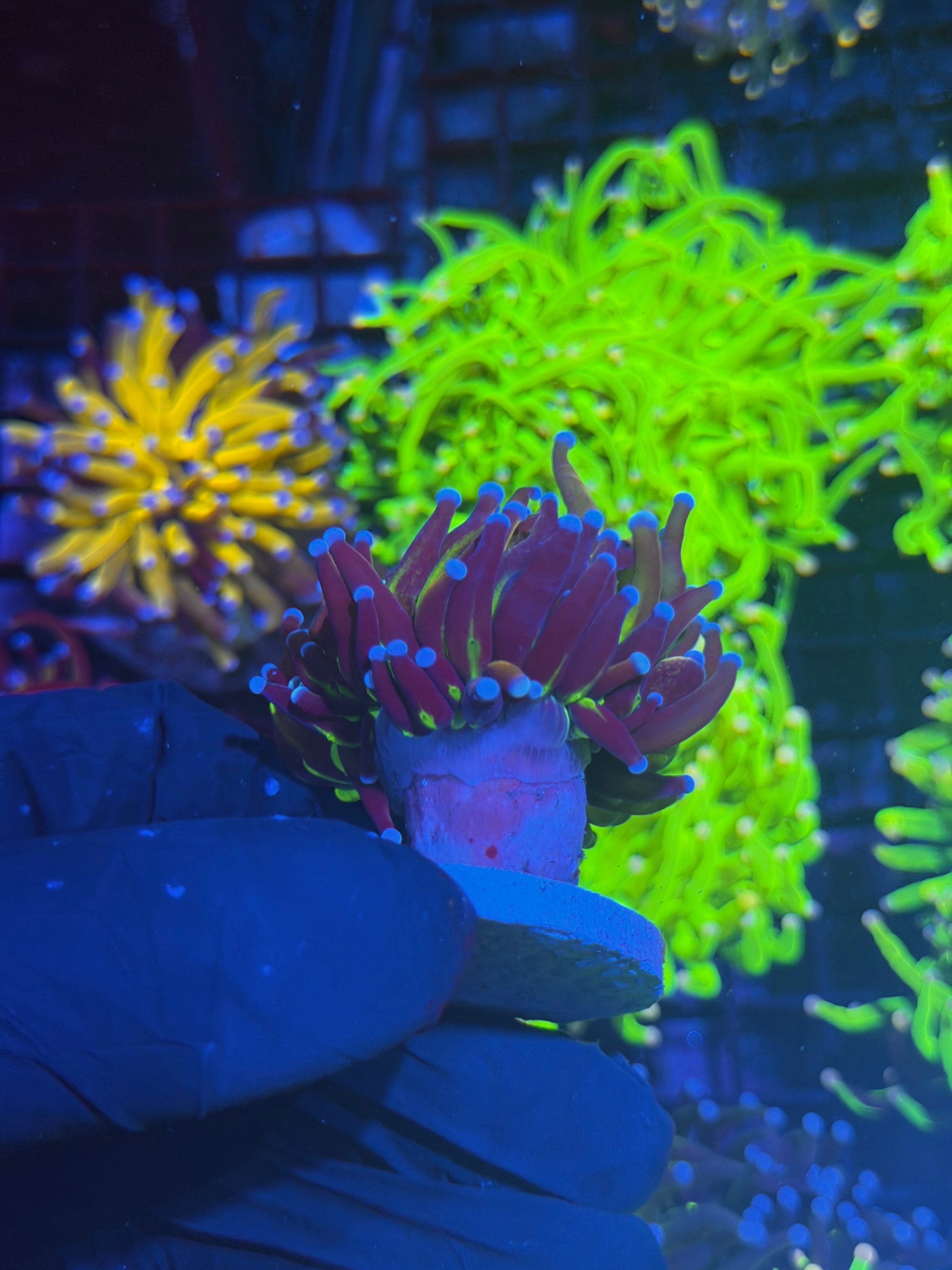 JEA Dragon God Torch Coral 1 XL Head Splitting