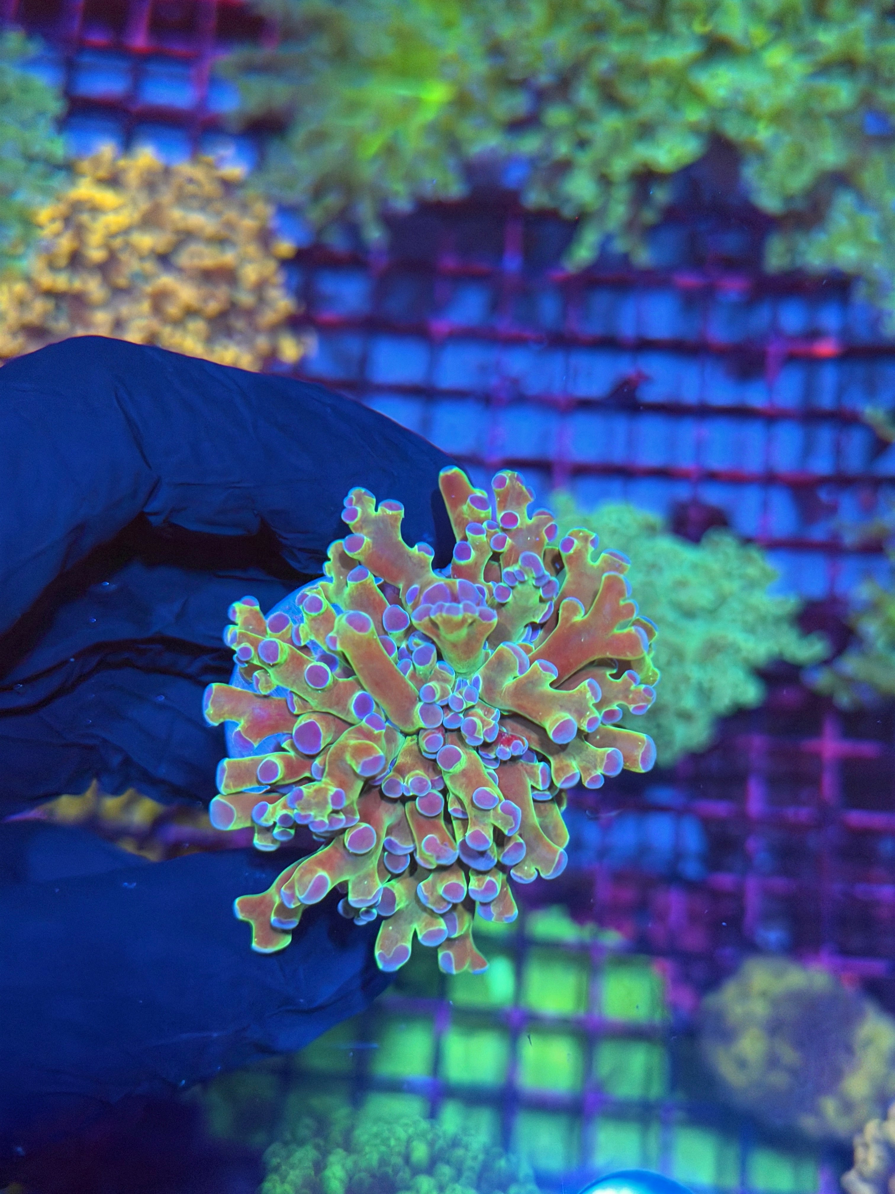 JEA Blue Magic Frogspawn Coral 1 XL Head 8/11