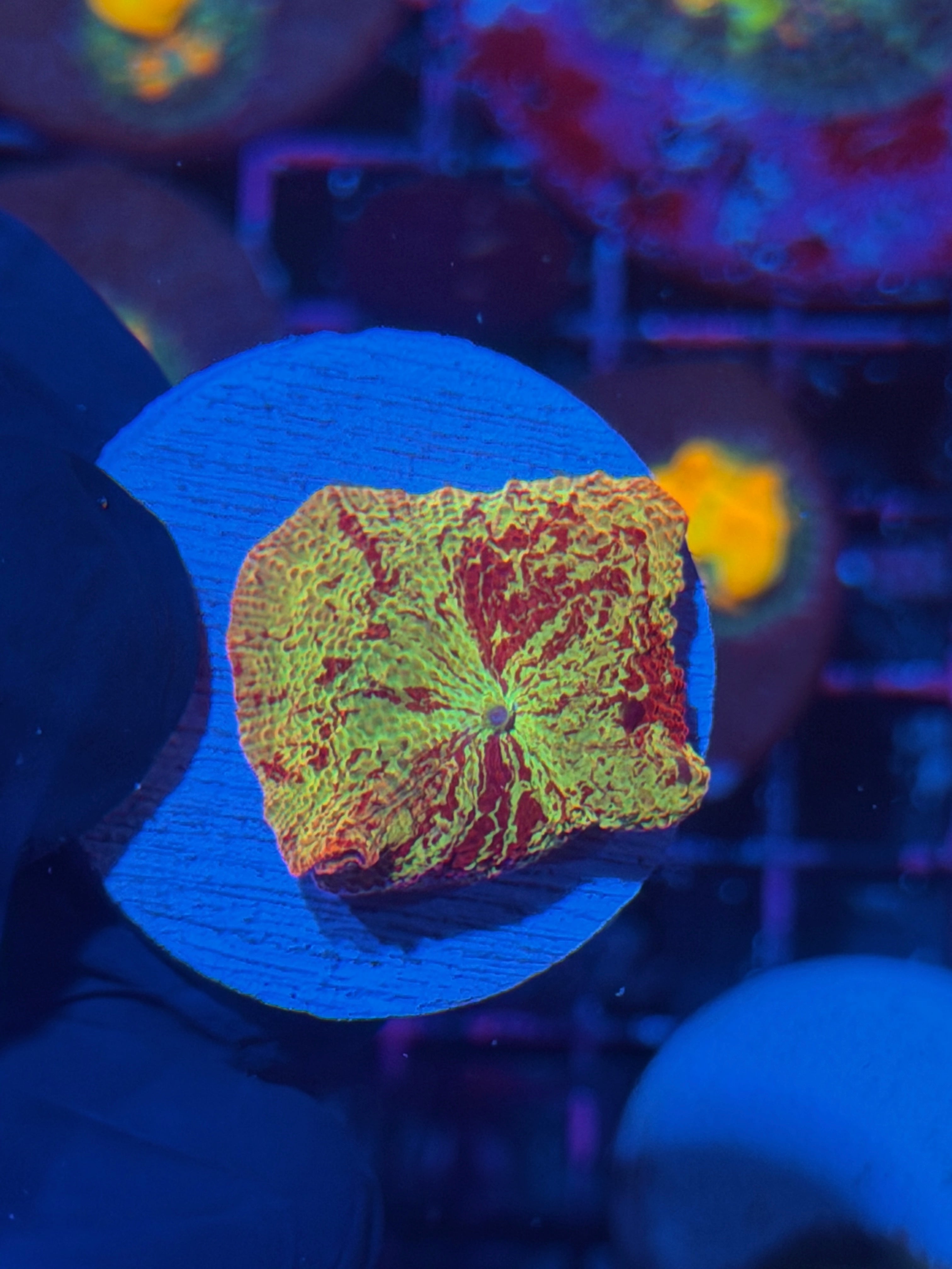 JEA Eclectus Mushroom Coral AQUACULTURED 12/1