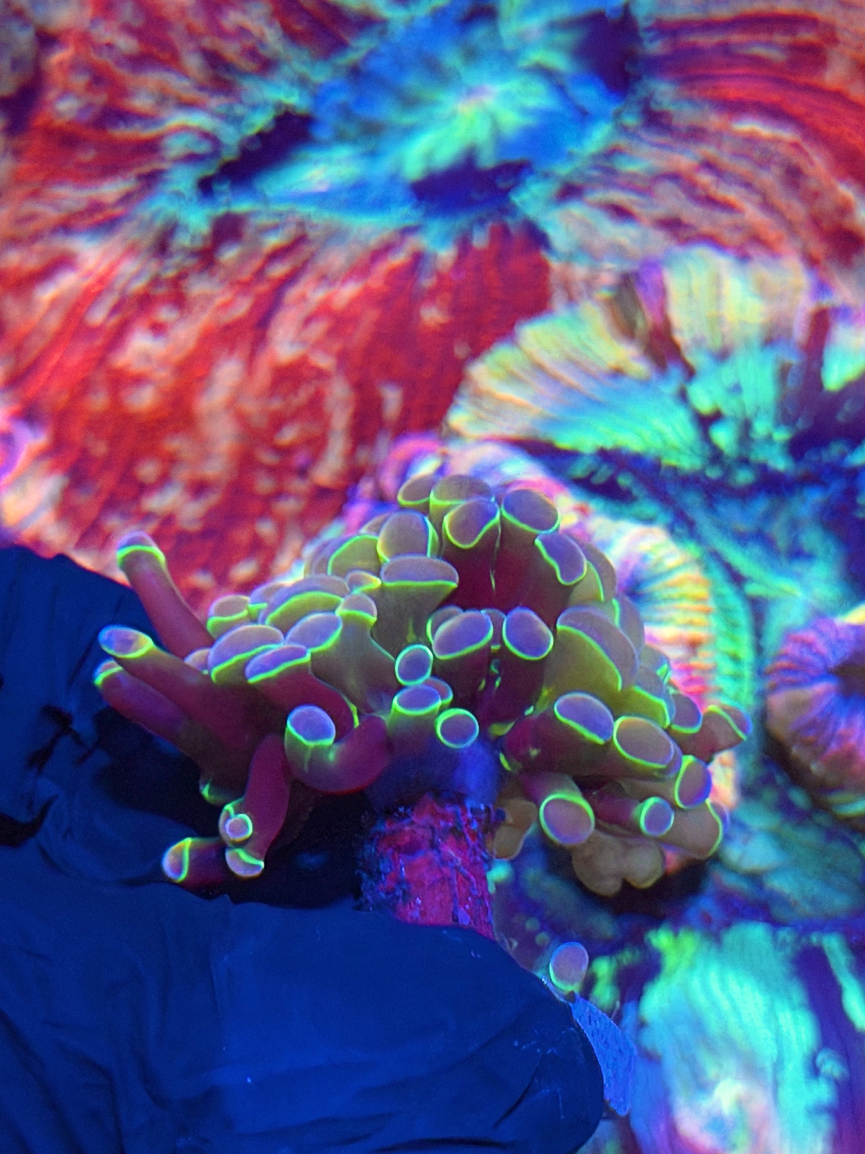 JEA Rainbow Dreams Hammer Coral 2 Heads Splitting XL