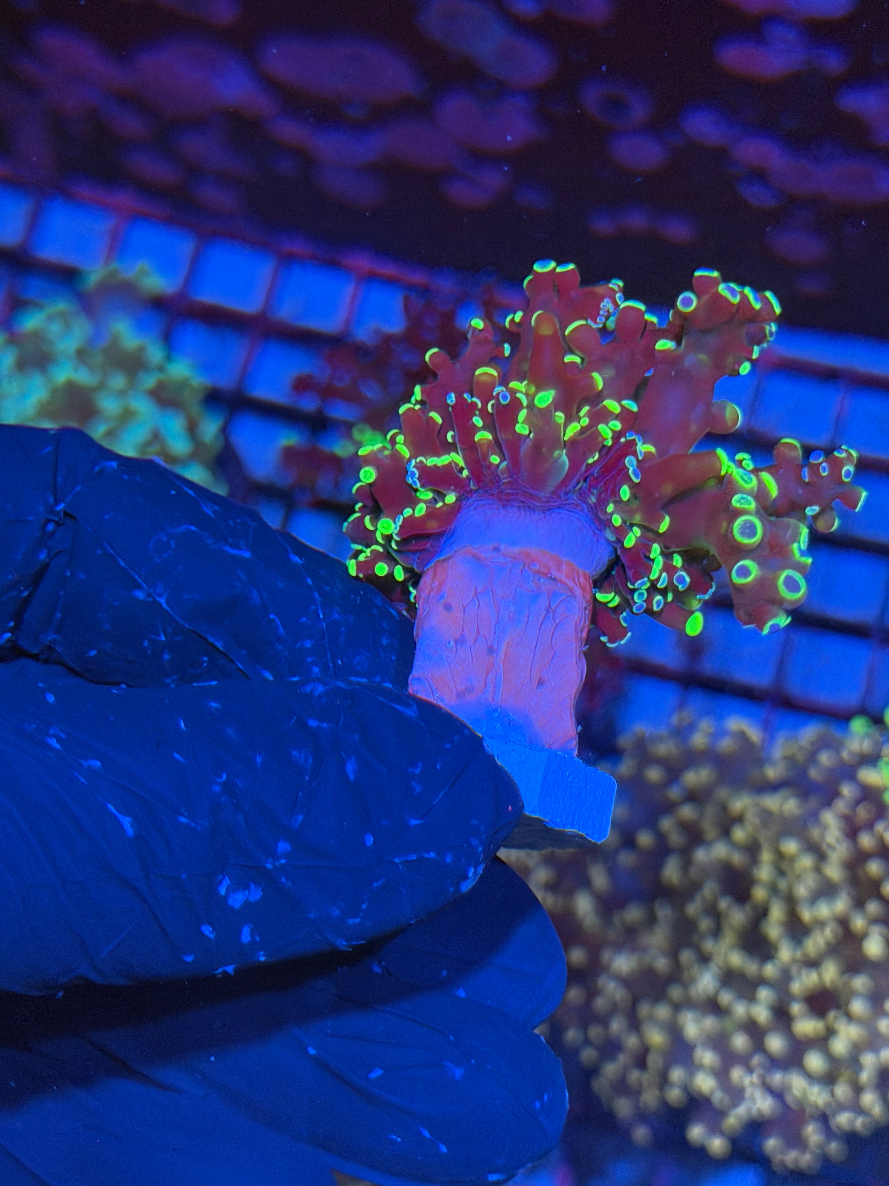 JEA Toxic Splatter Frogspawn Coral 1 XL Head 6/4