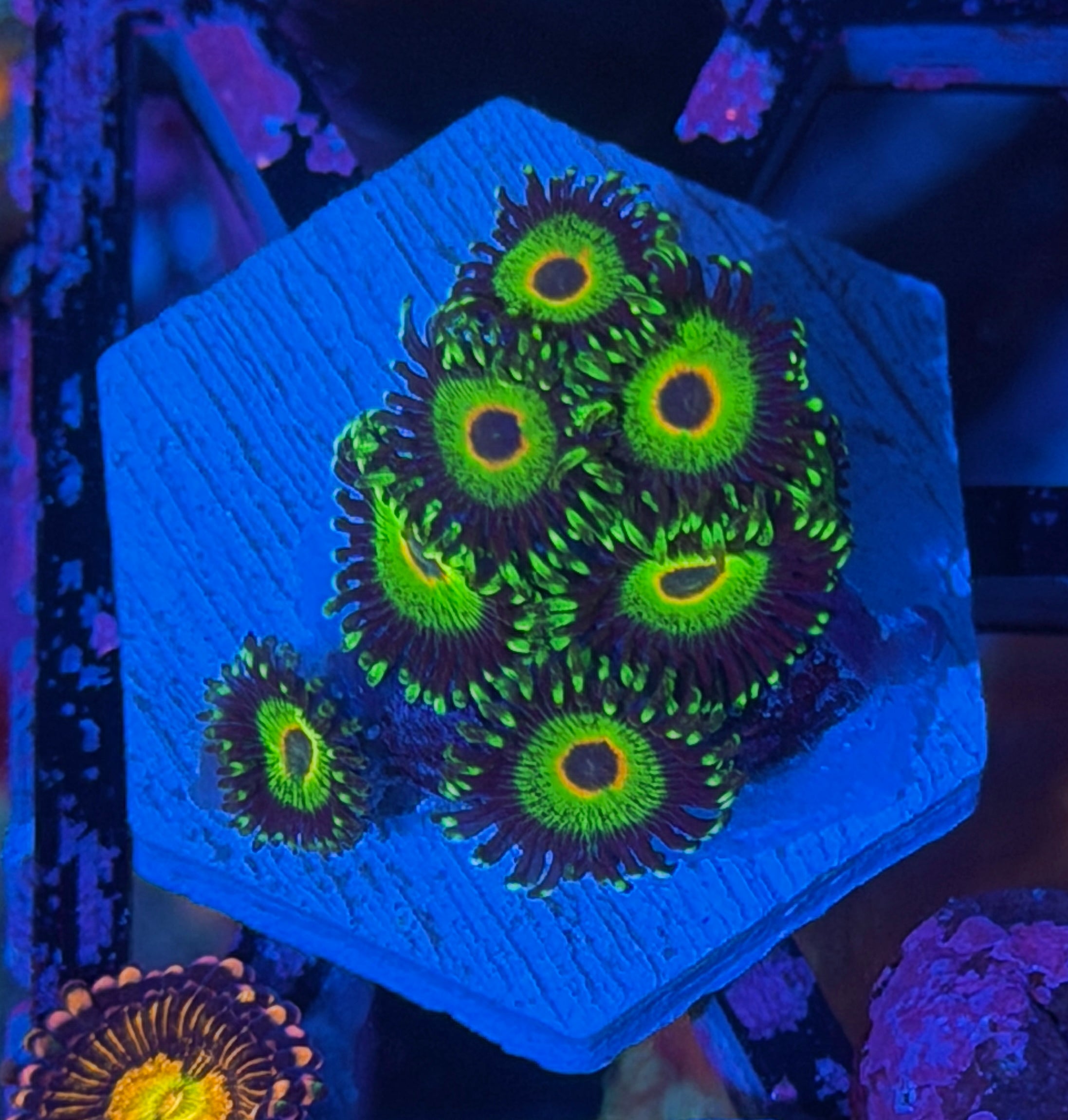 WWC Island Times Zoanthid Coral 12/1